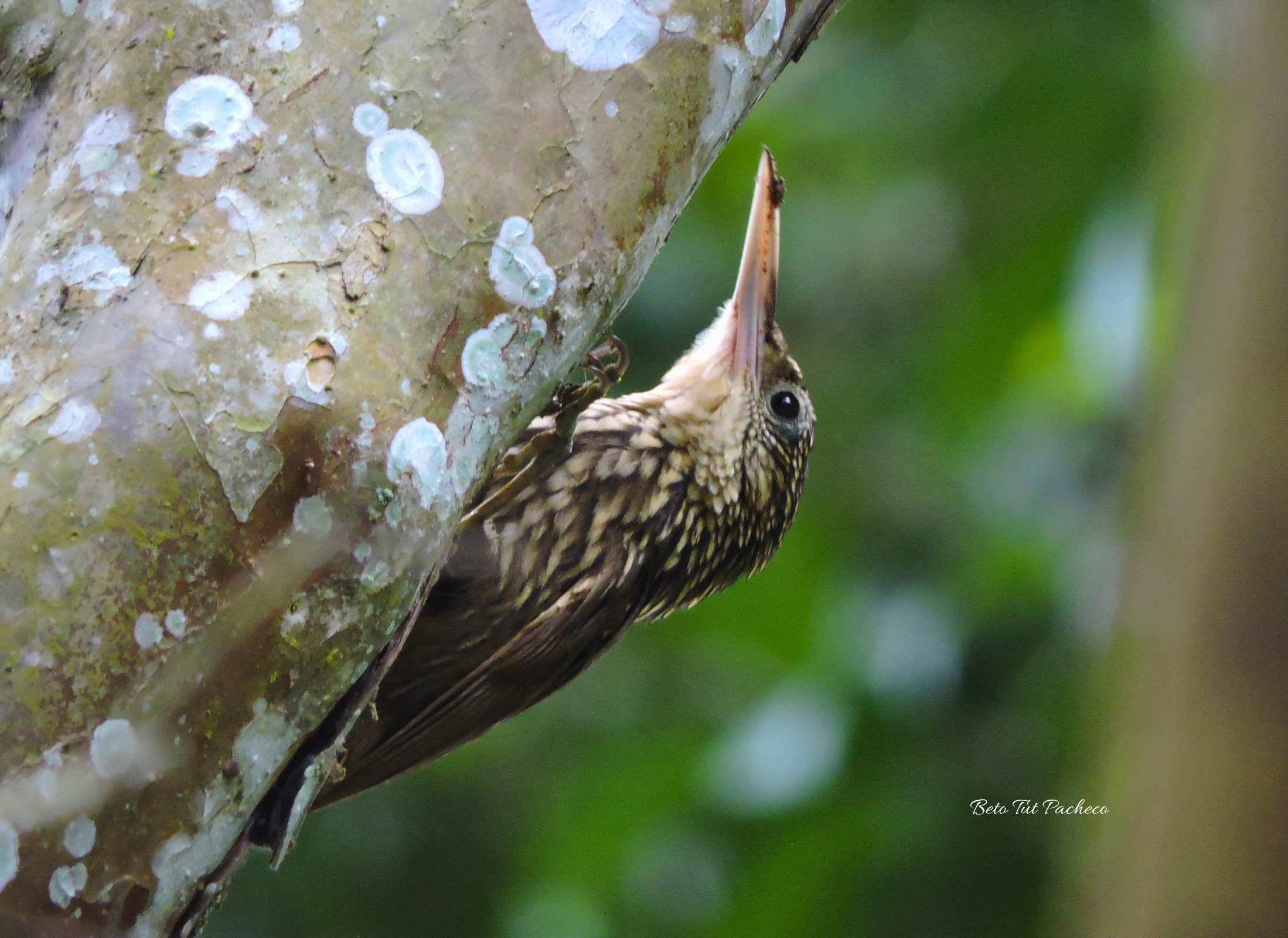 Ivory-billed Woodcreeper