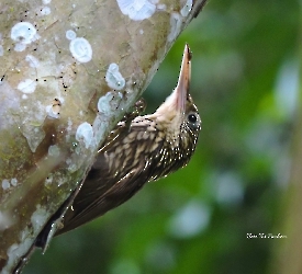 Ivory-billed Woodcreeper