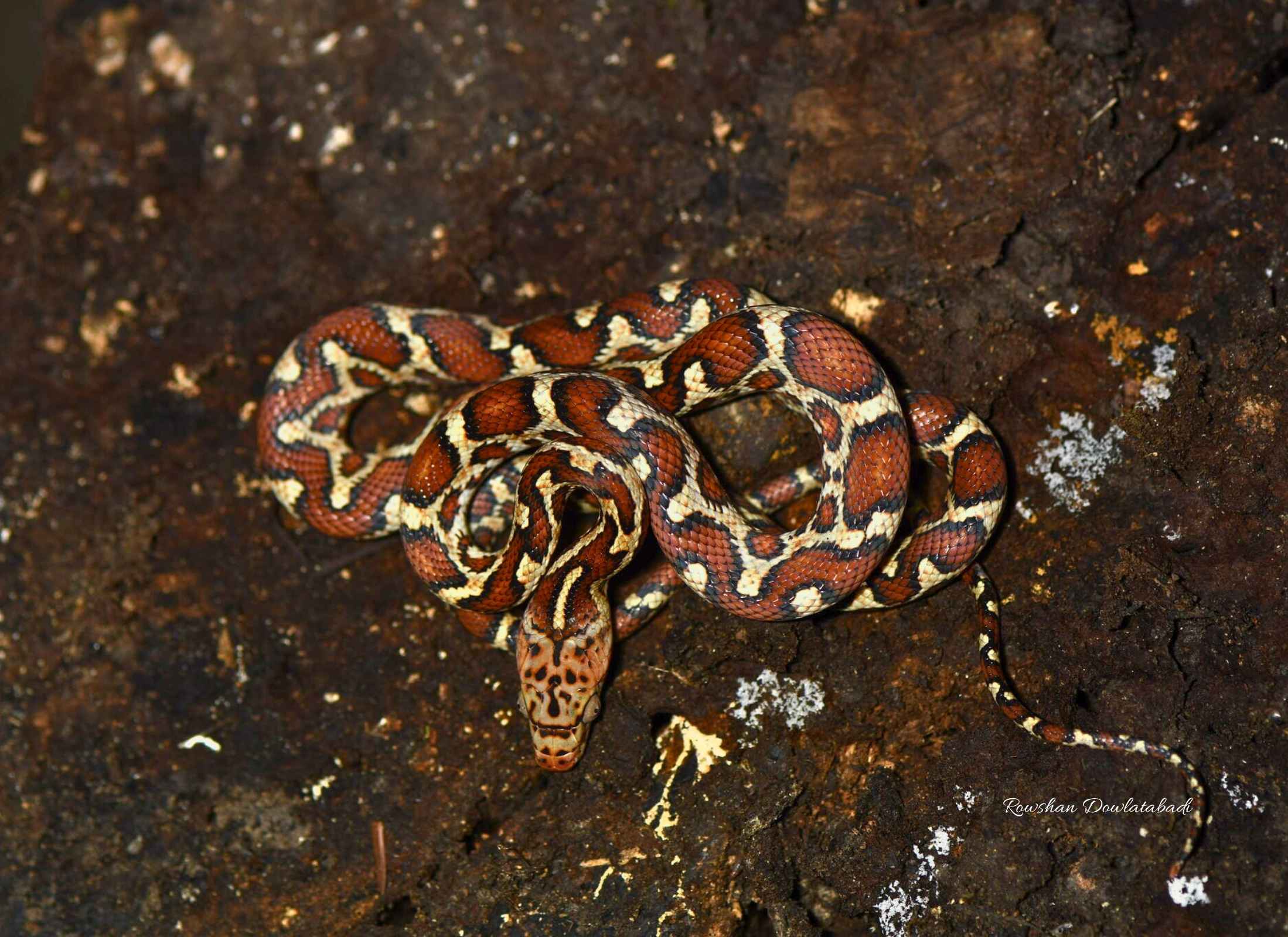 Pseudelaphe flavirufa