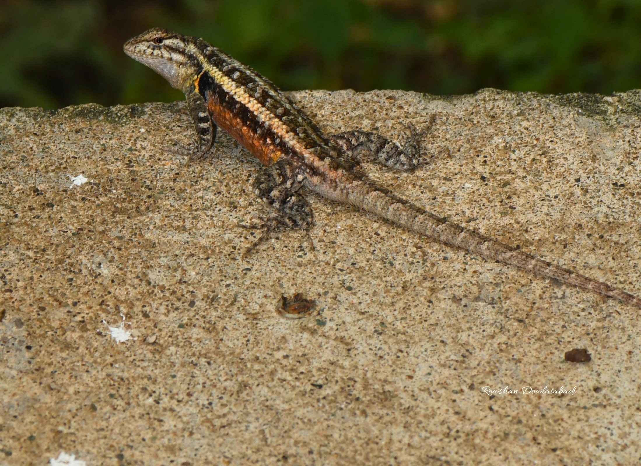 Sceloporus teapensis
