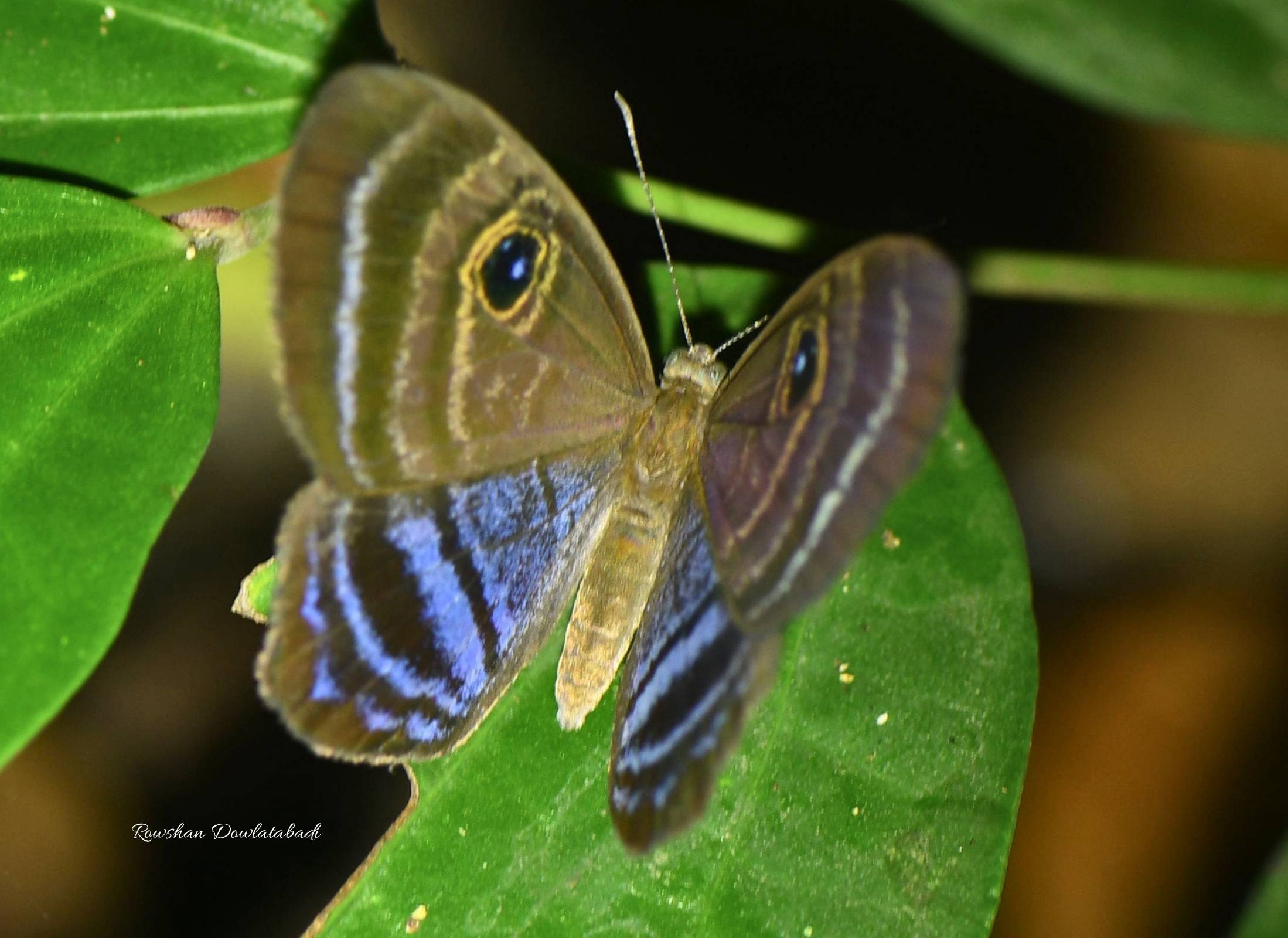 Mesosemia lamachus