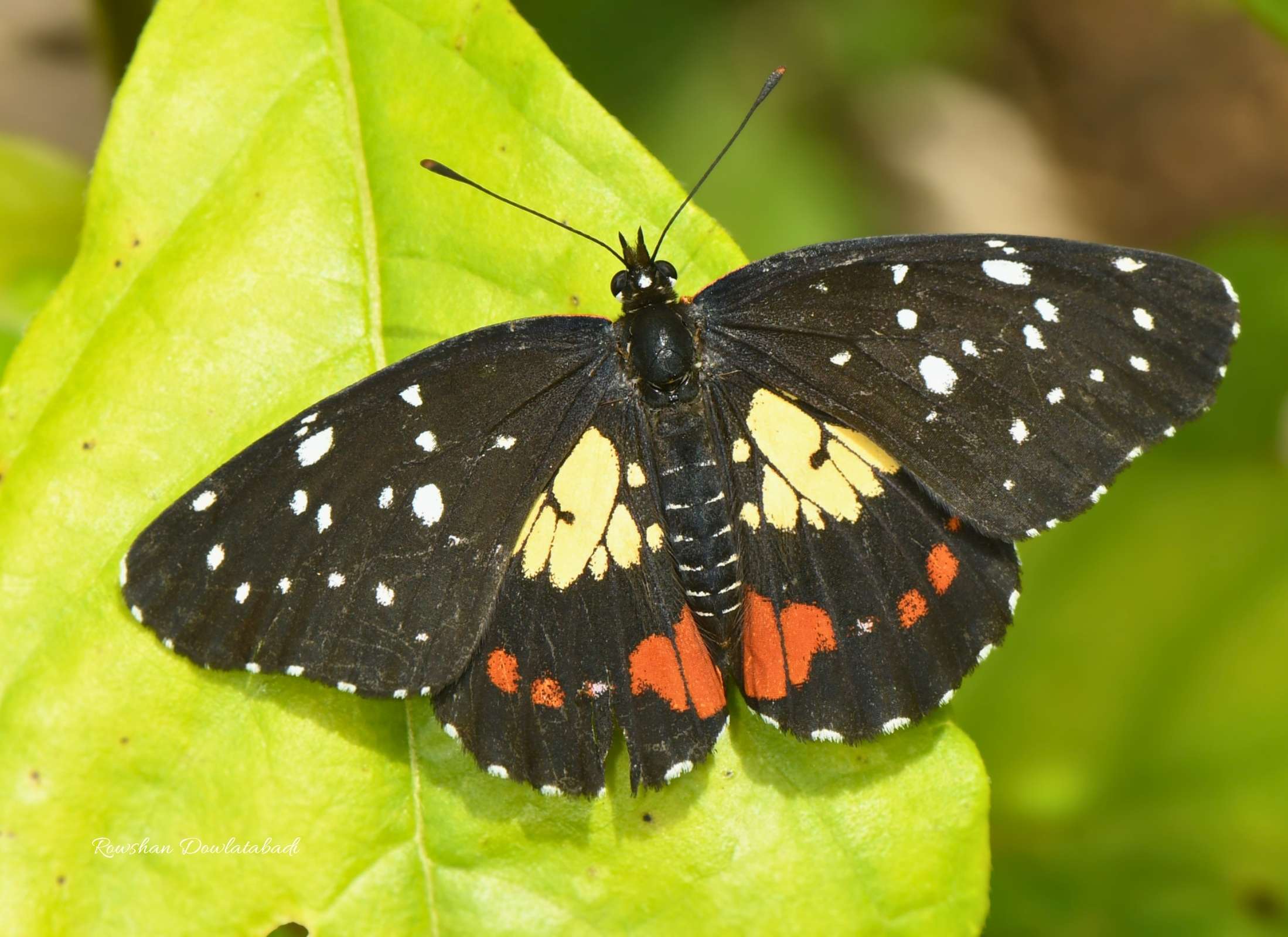 Chlosyne erodyle