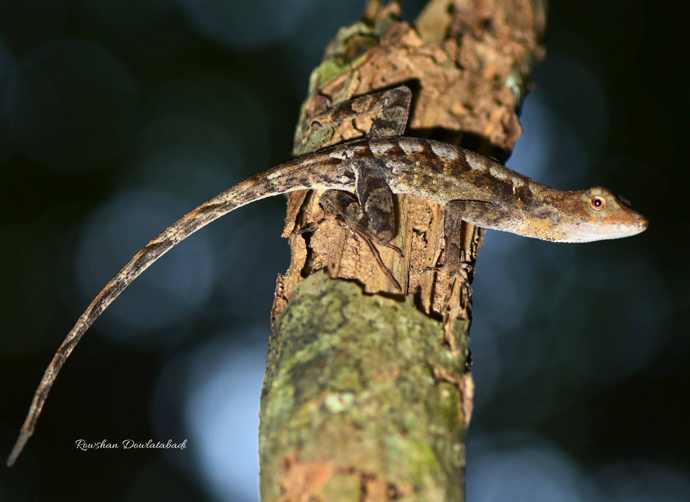 Anolis tropidonotus