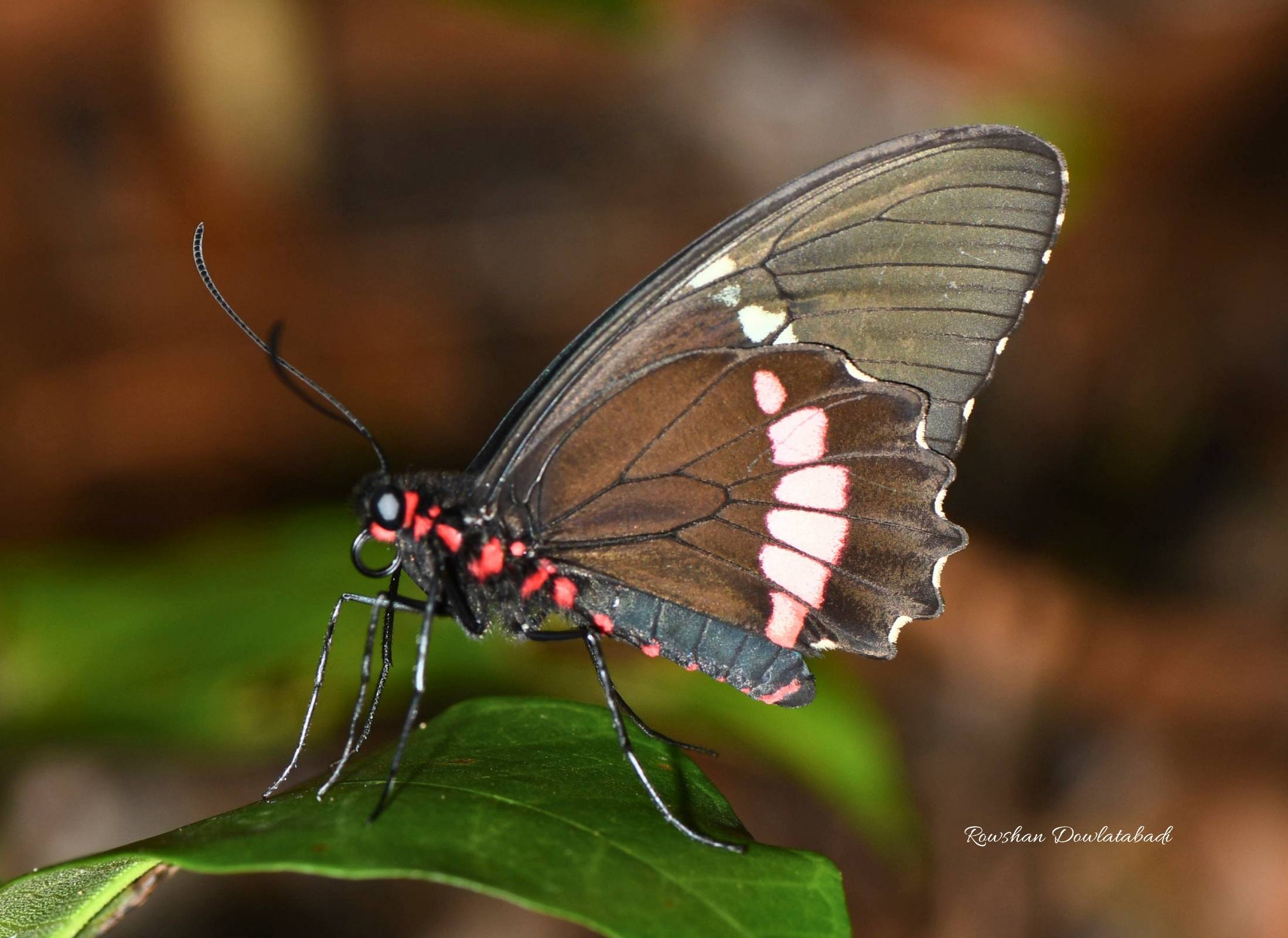 Parides iphidamas