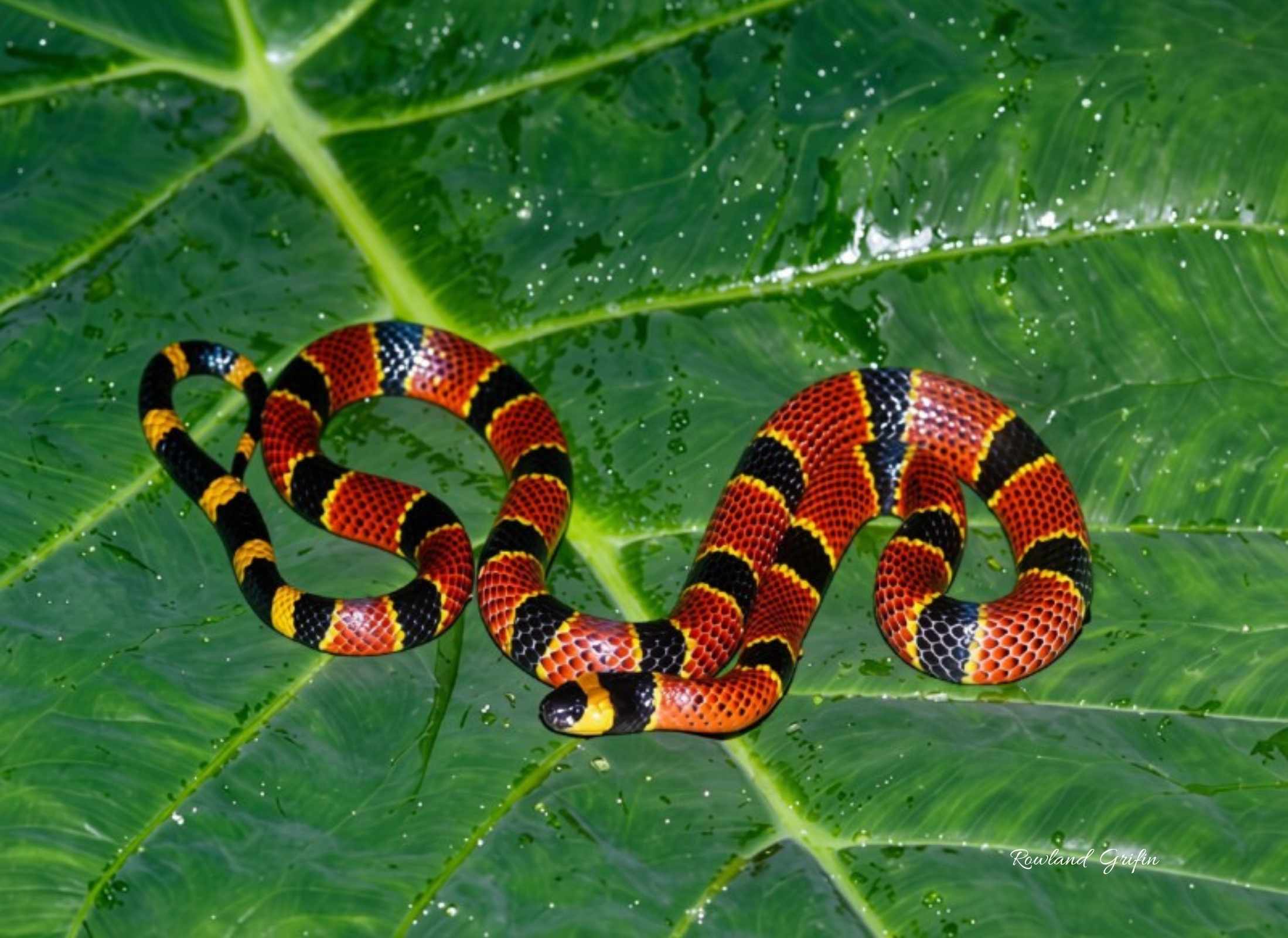 Micrurus diastema