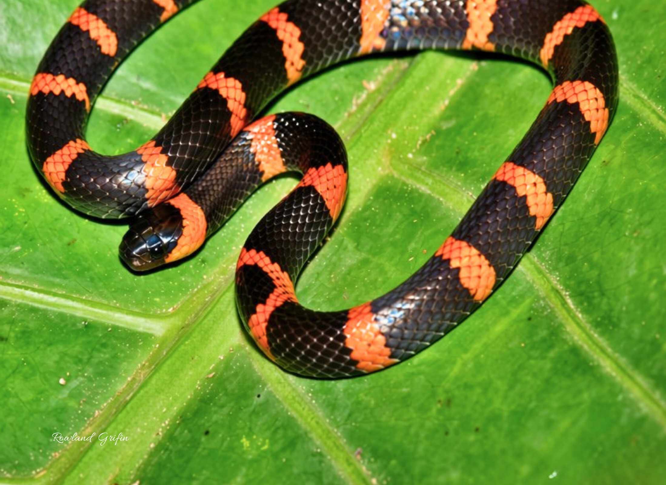 Tropidodipsas sartorii