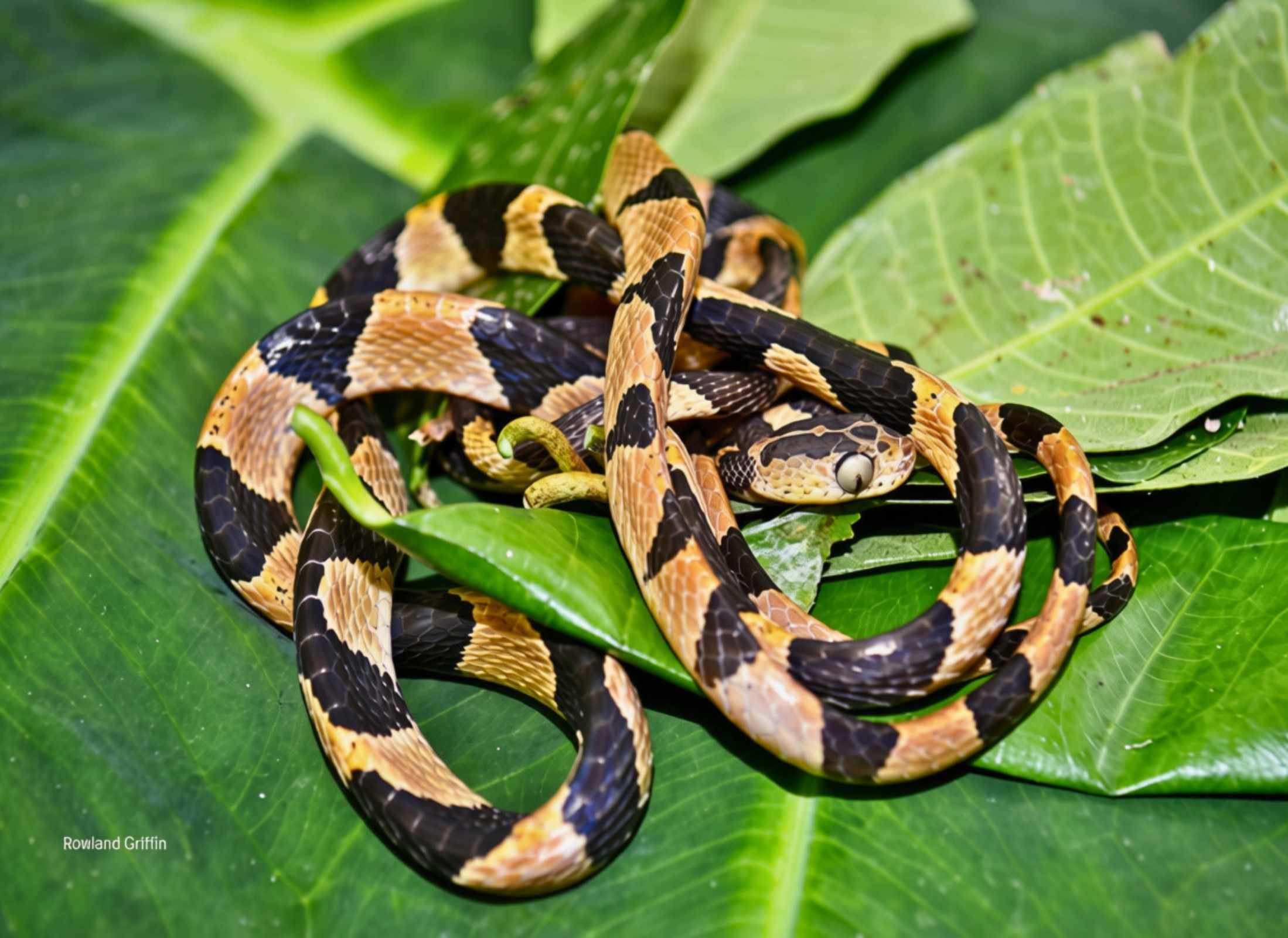 Imantodes cenchoa