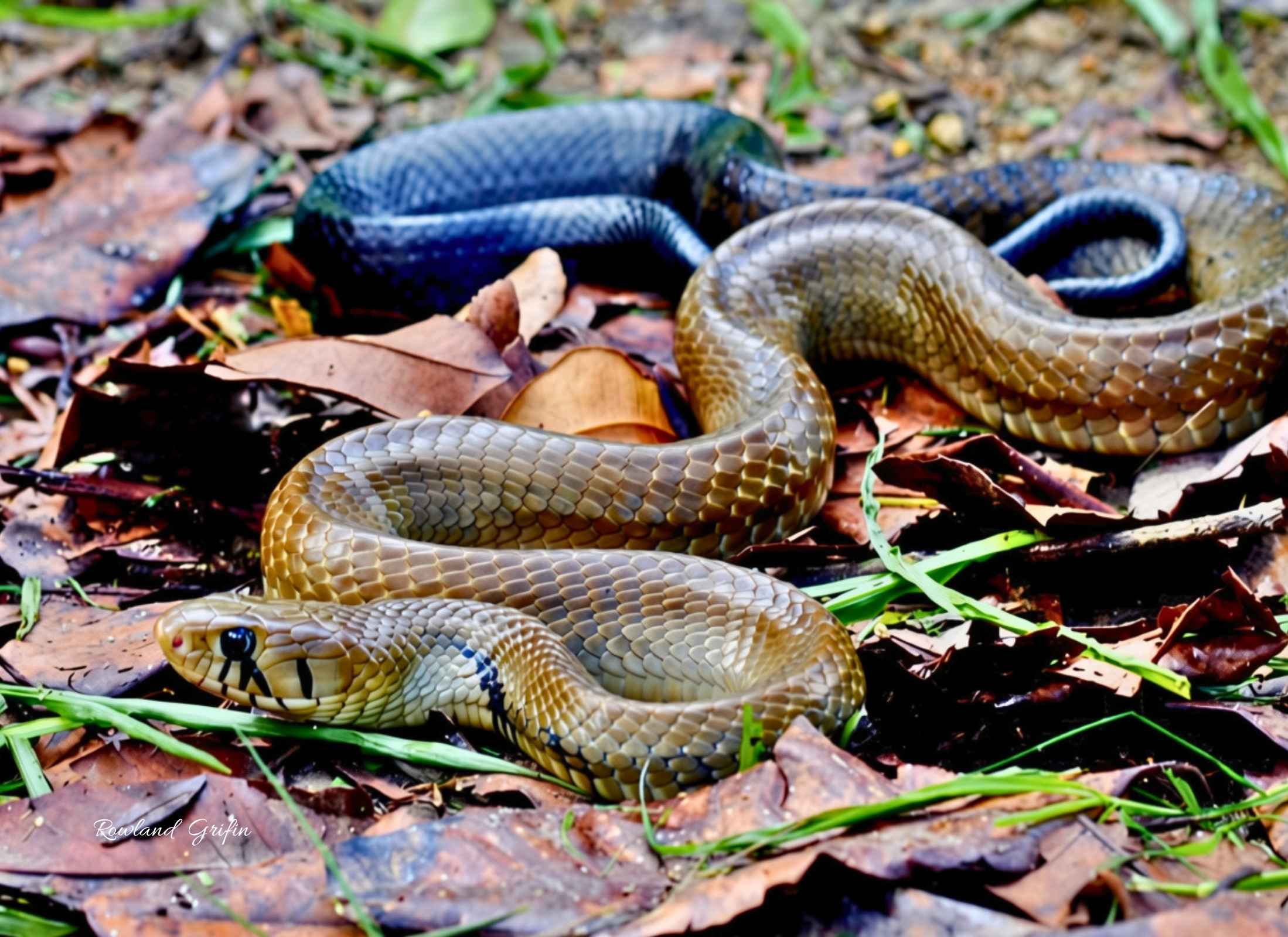 Drymarchon melanurus