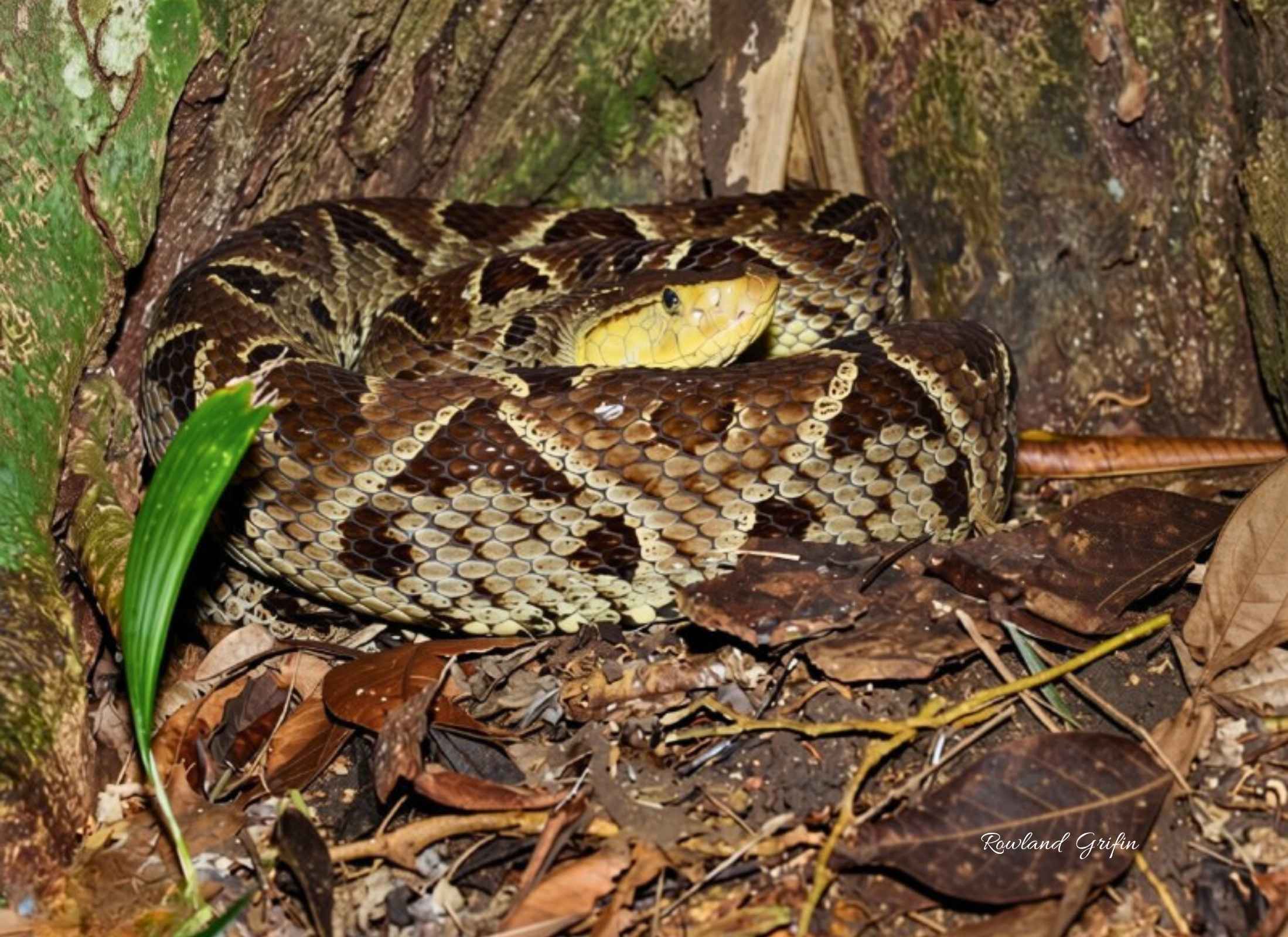Bothrops asper