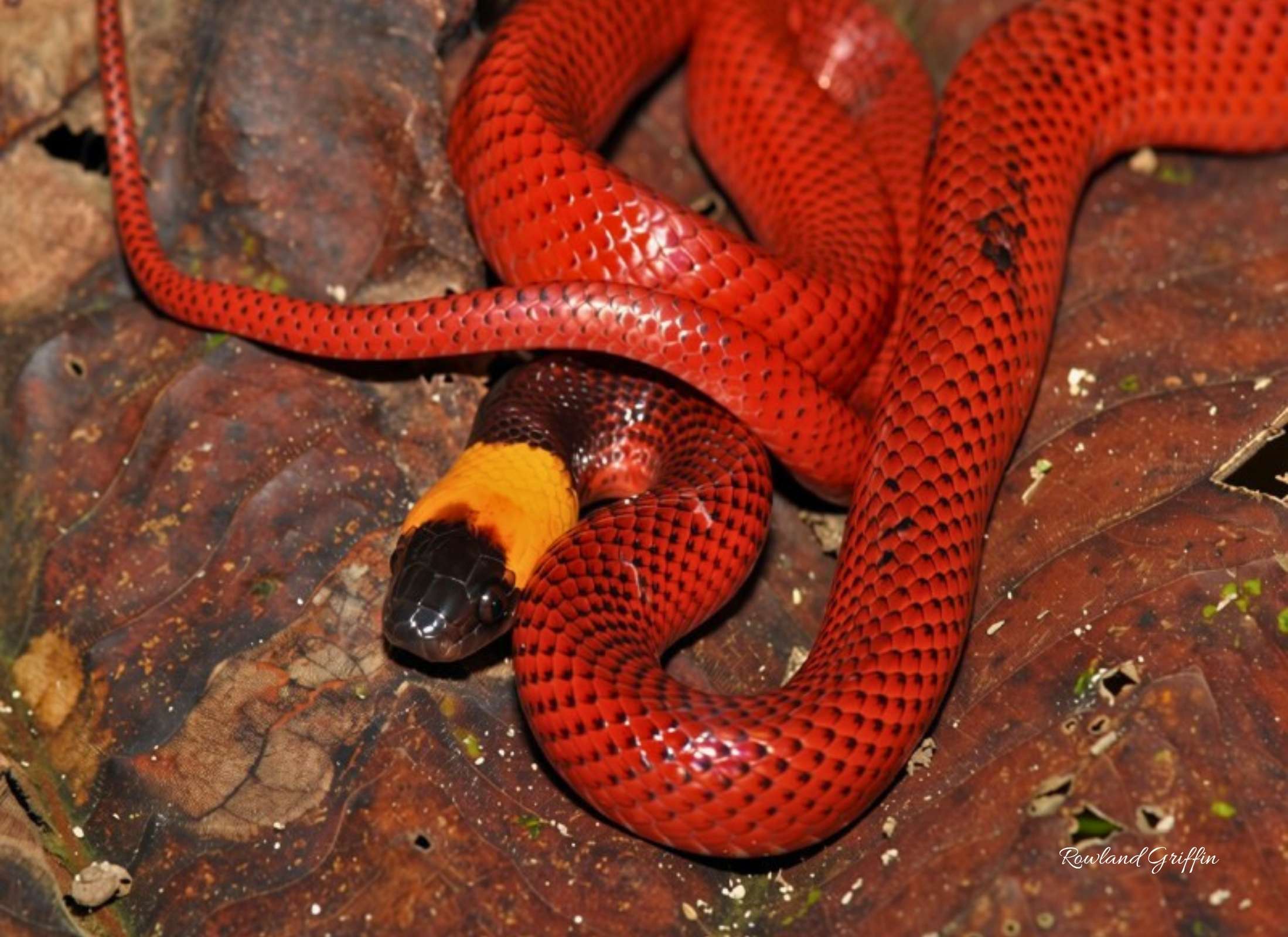 Cleia scytalina
