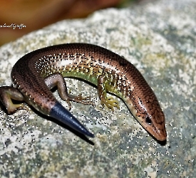 Siderolamprus rozellae