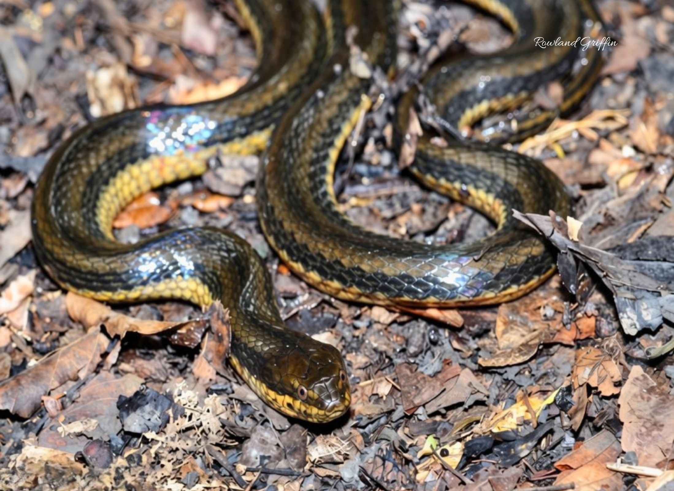 Coniophanes bipunctatus