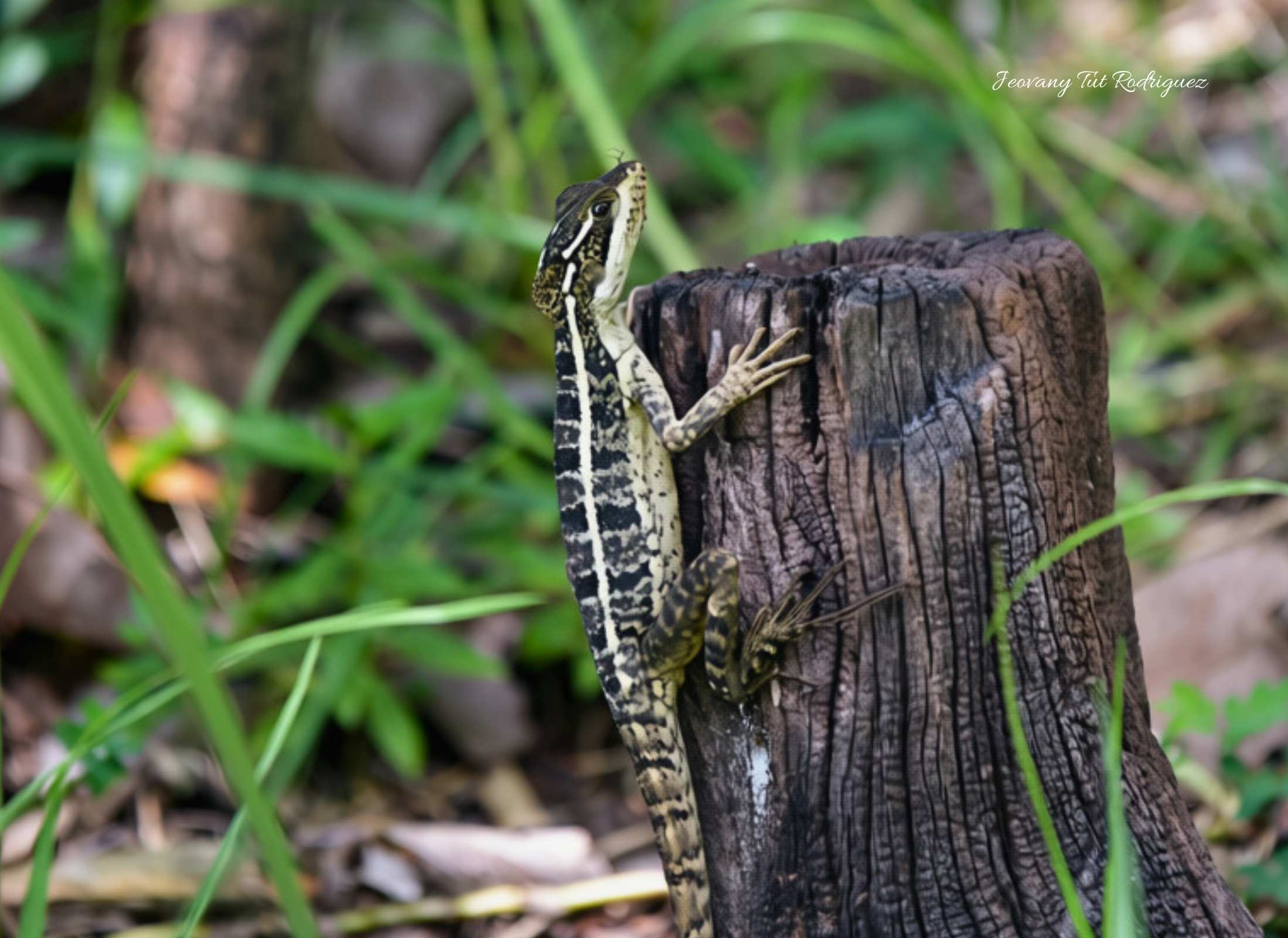 Basiliscus vittatus