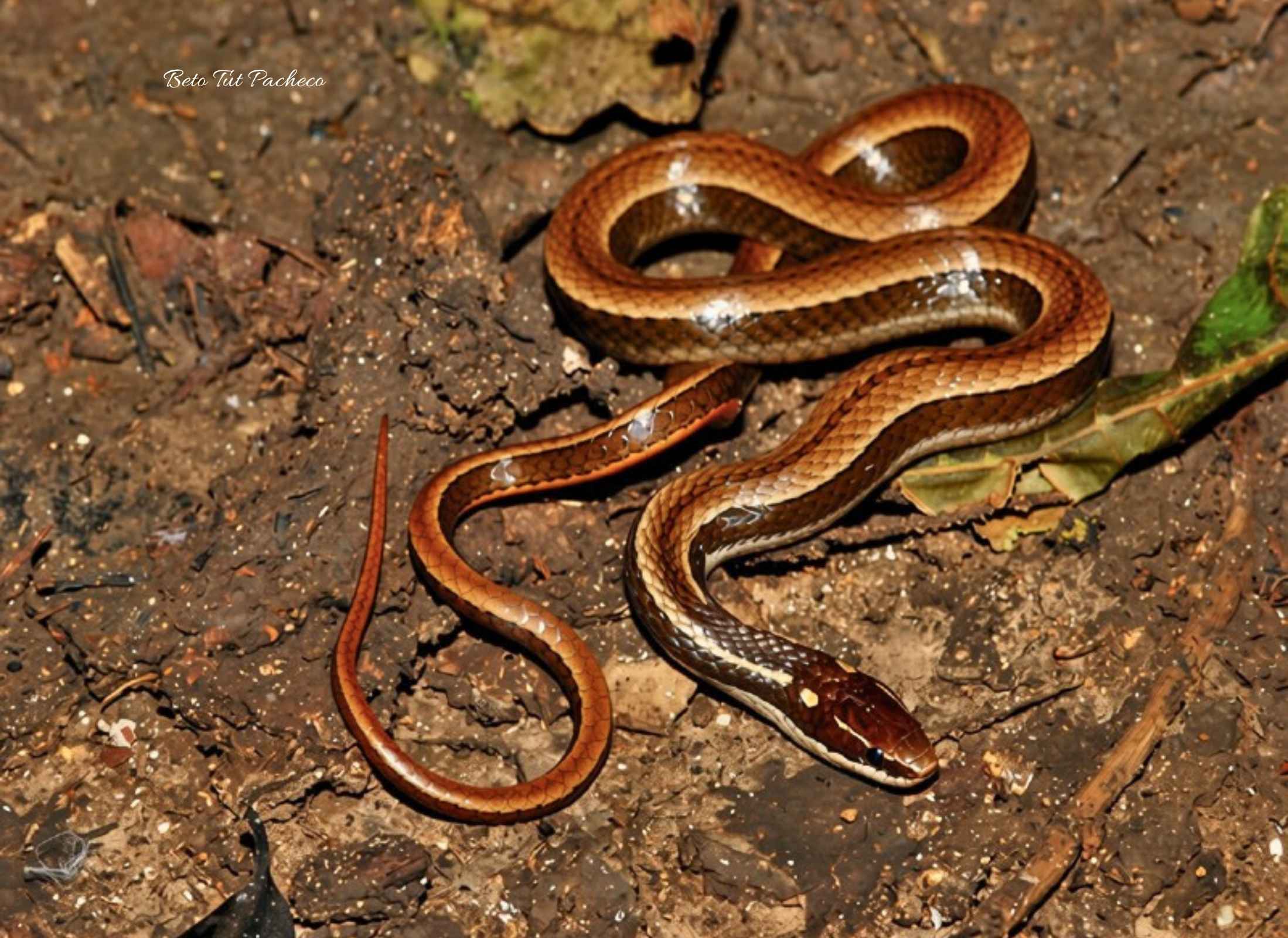 Coniophanes imperialis