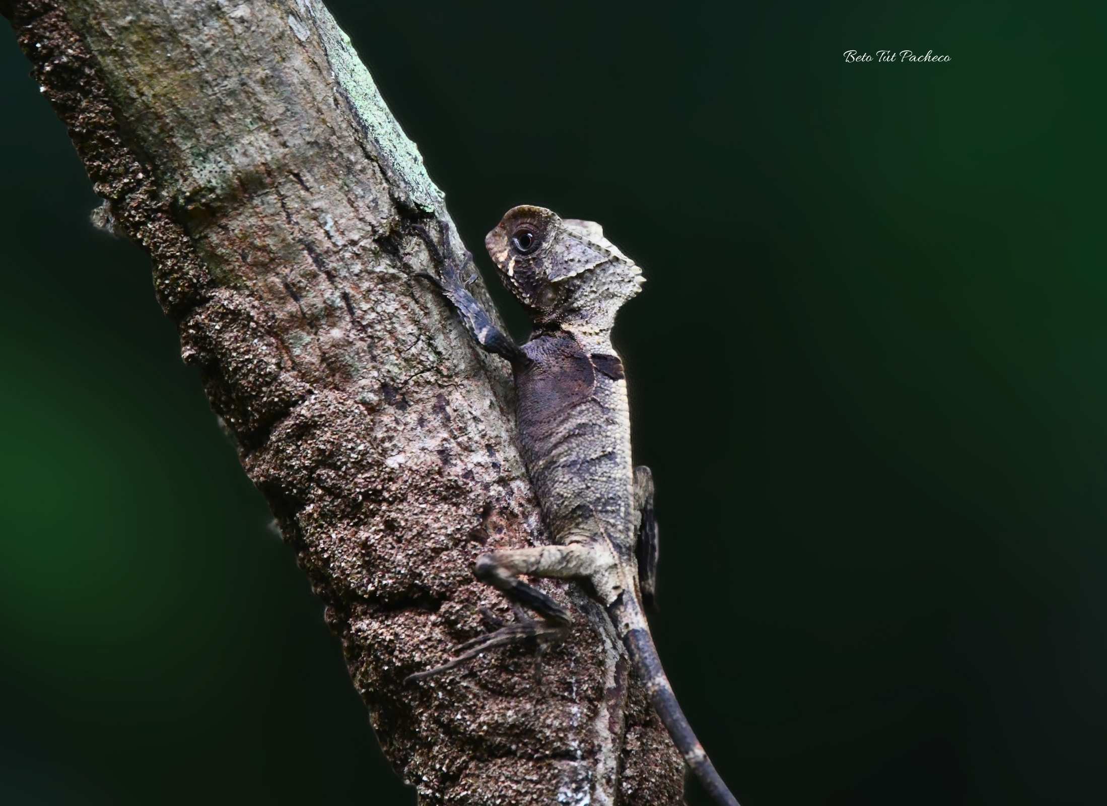 Corytophanes hernandesii