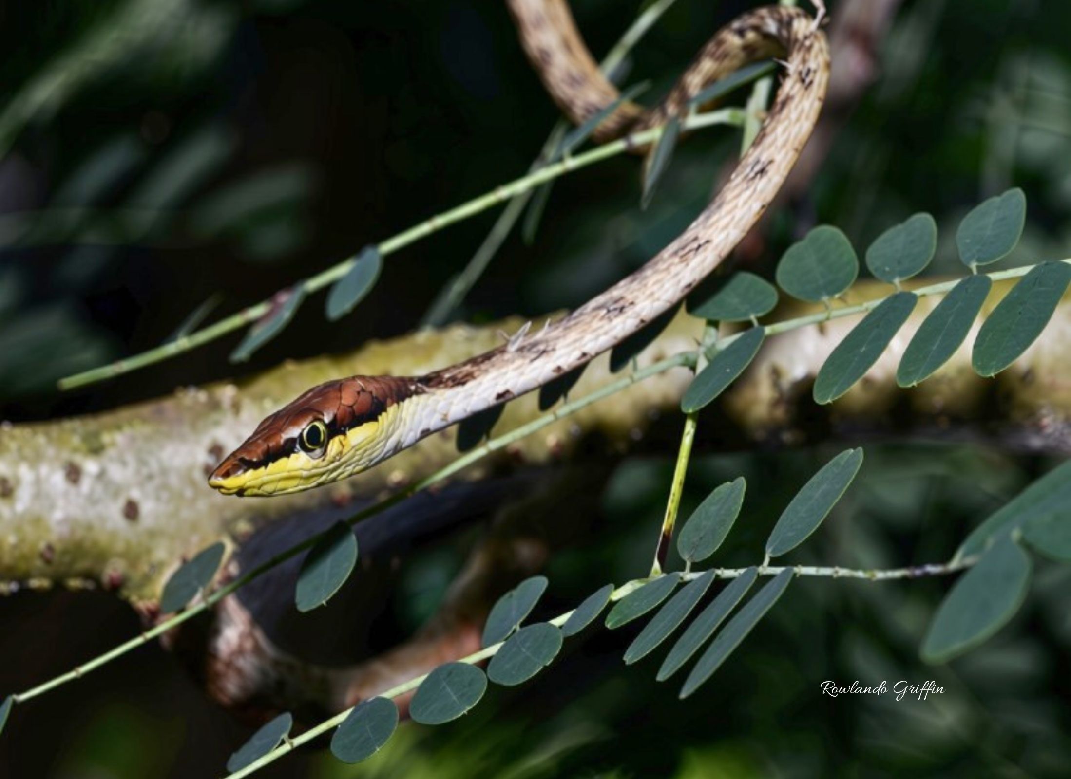 Oxybelis aeneus