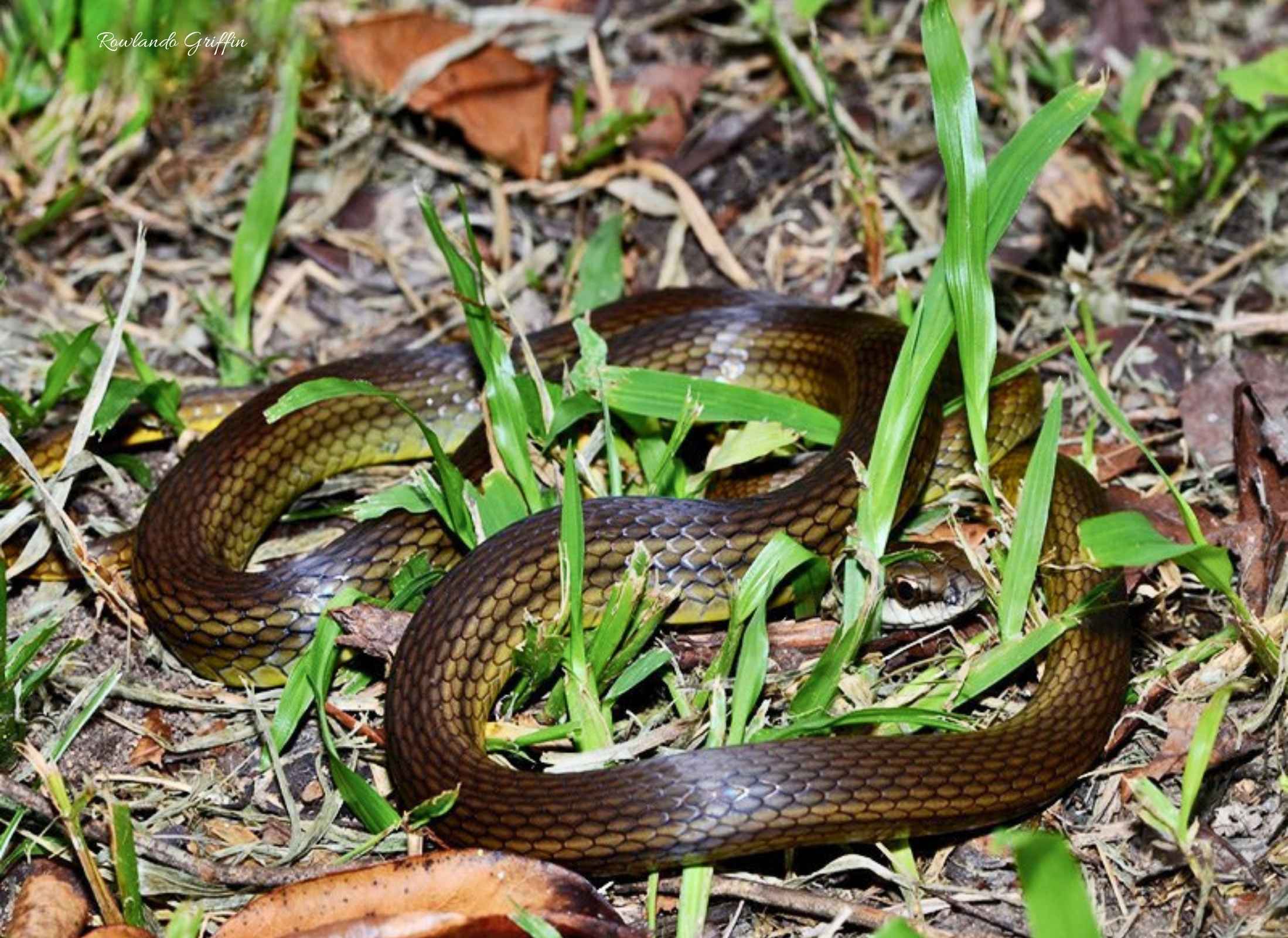 Mastigodryas melanolomus