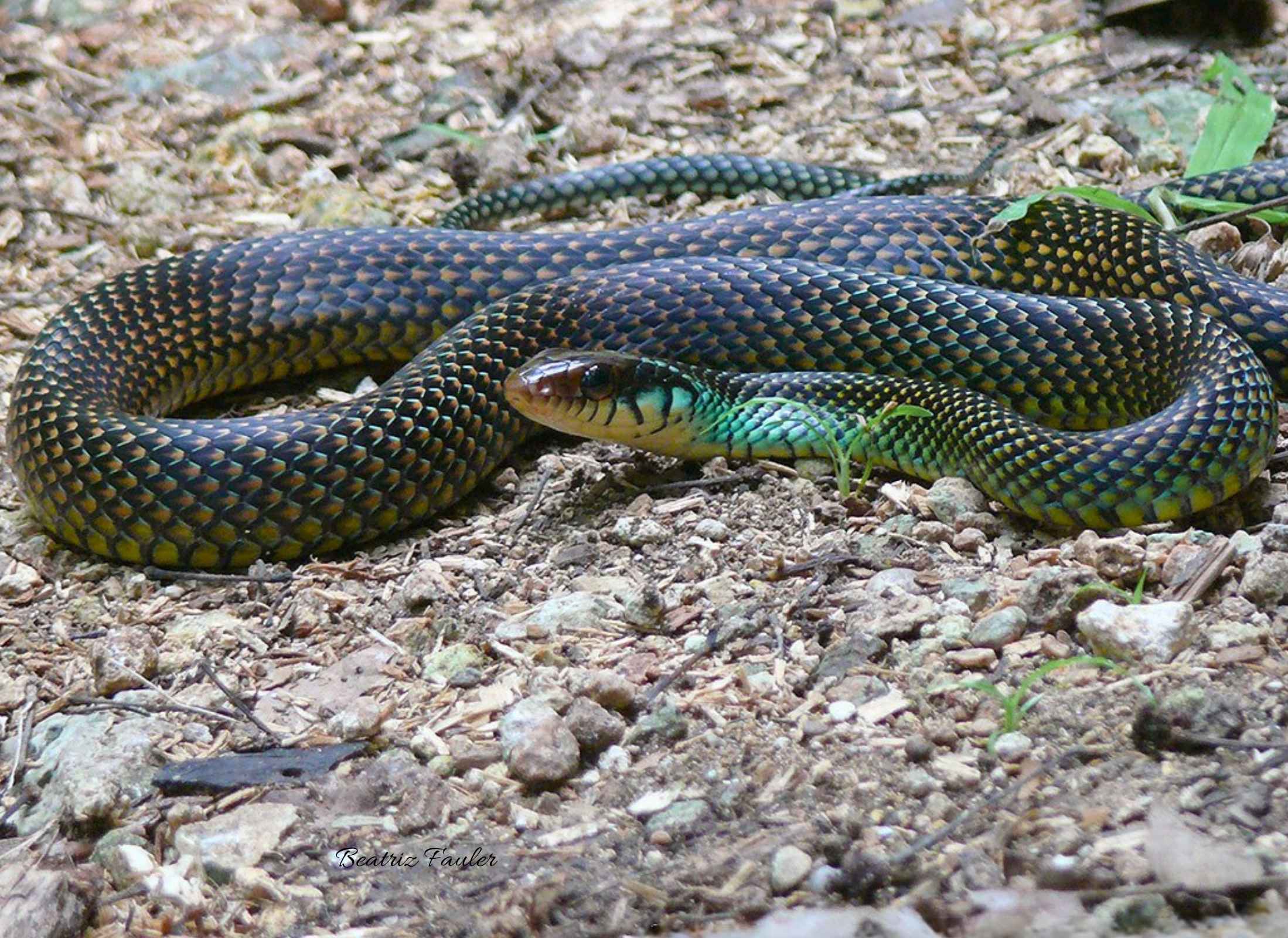 Drymobius margaritiferus
