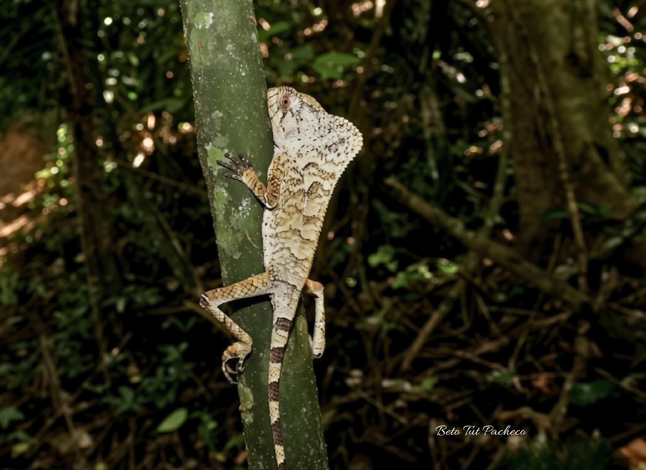 Corytophanes cristatus