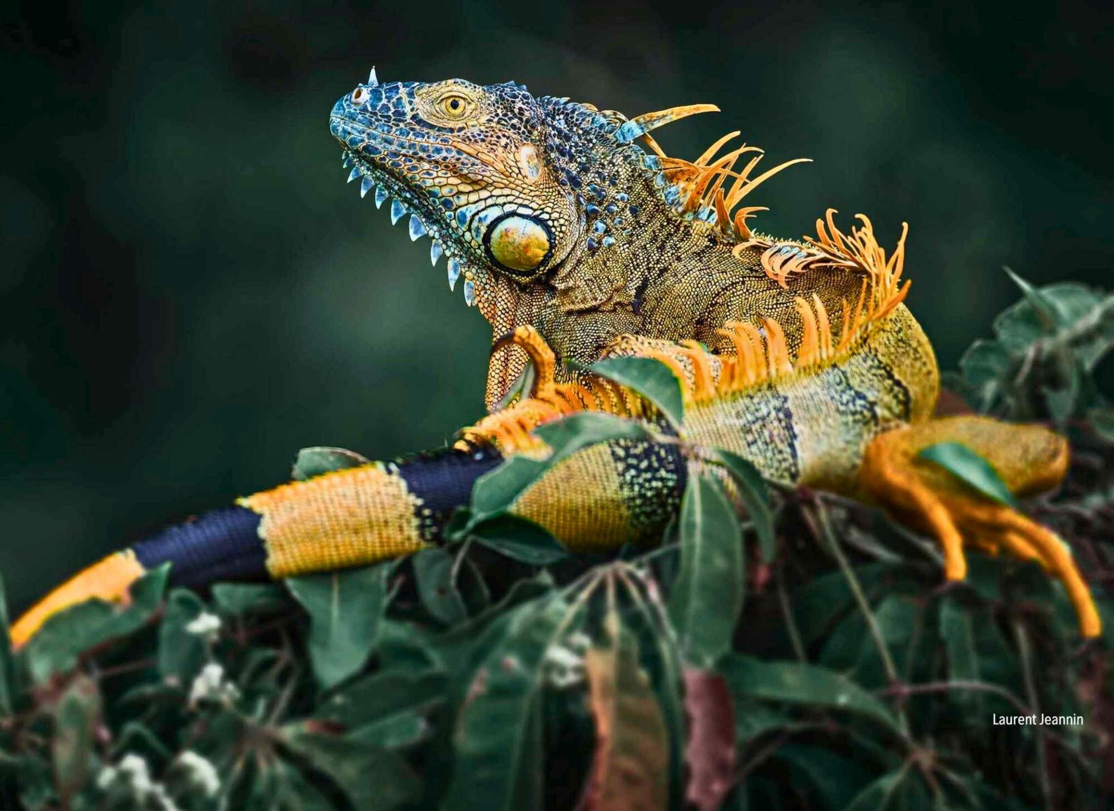 Iguana-iguana