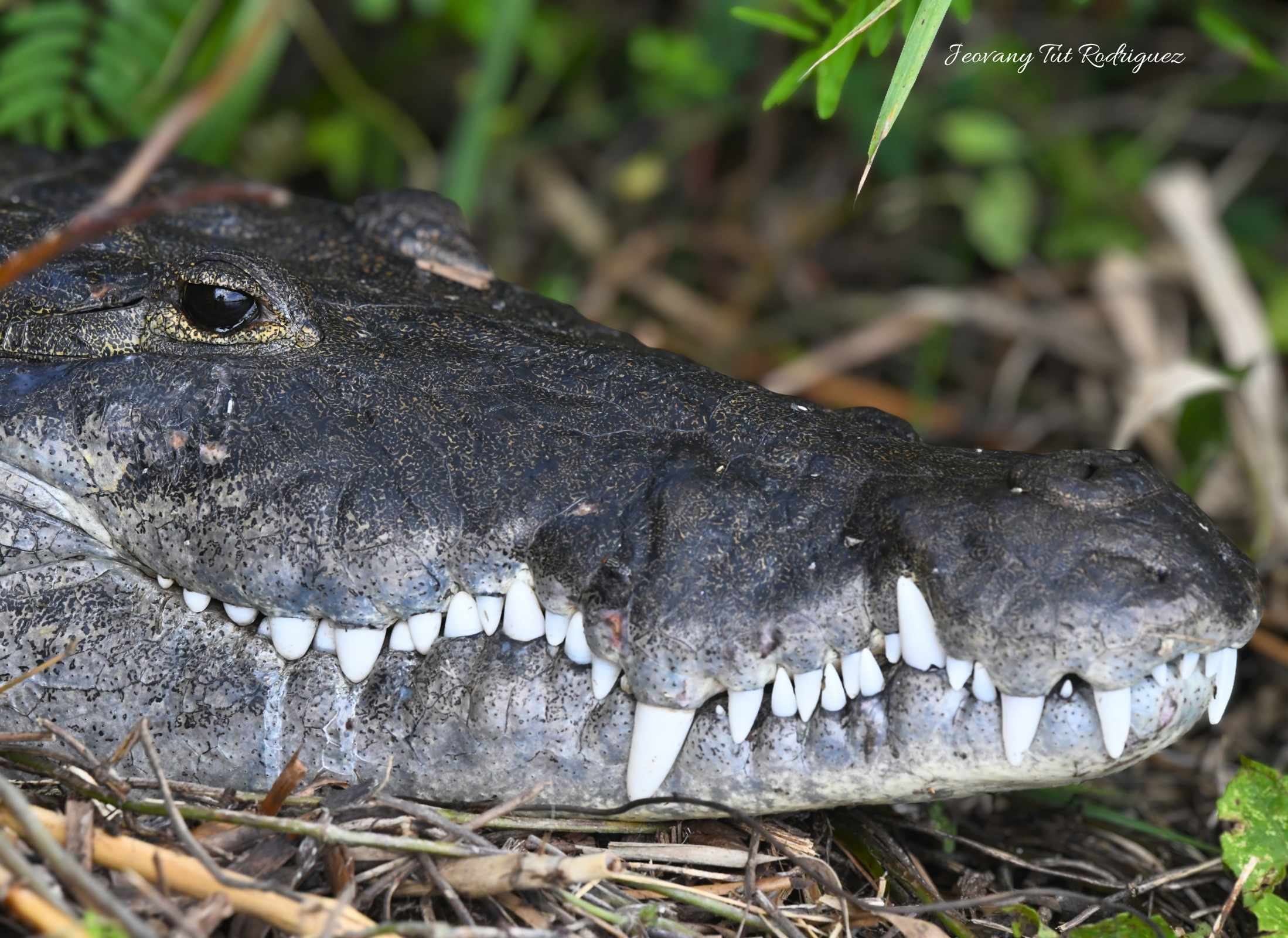 Crocodylus moreletii