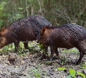 Tayassu pecari