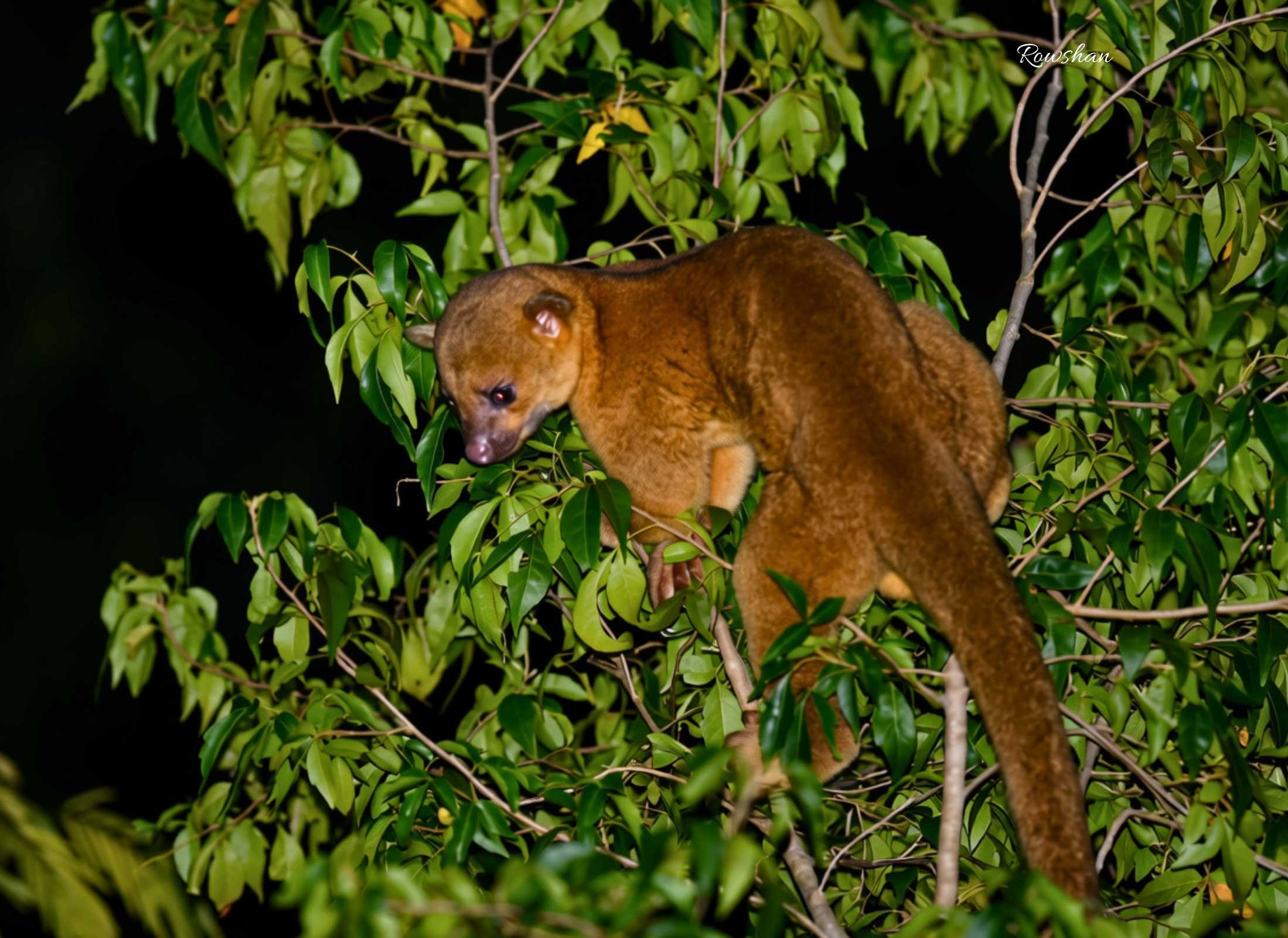 Potos flavus