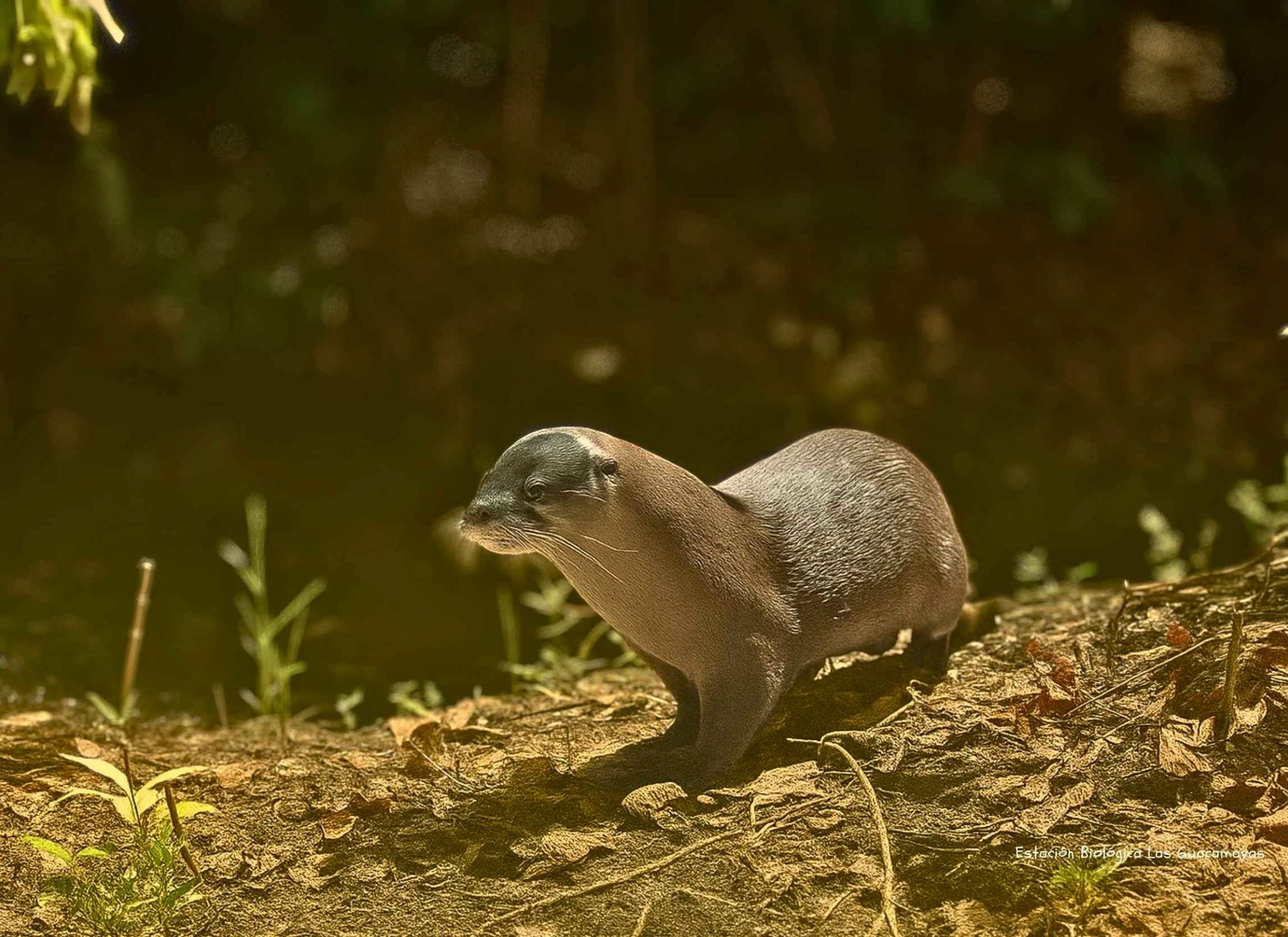 Lontra longicaudis