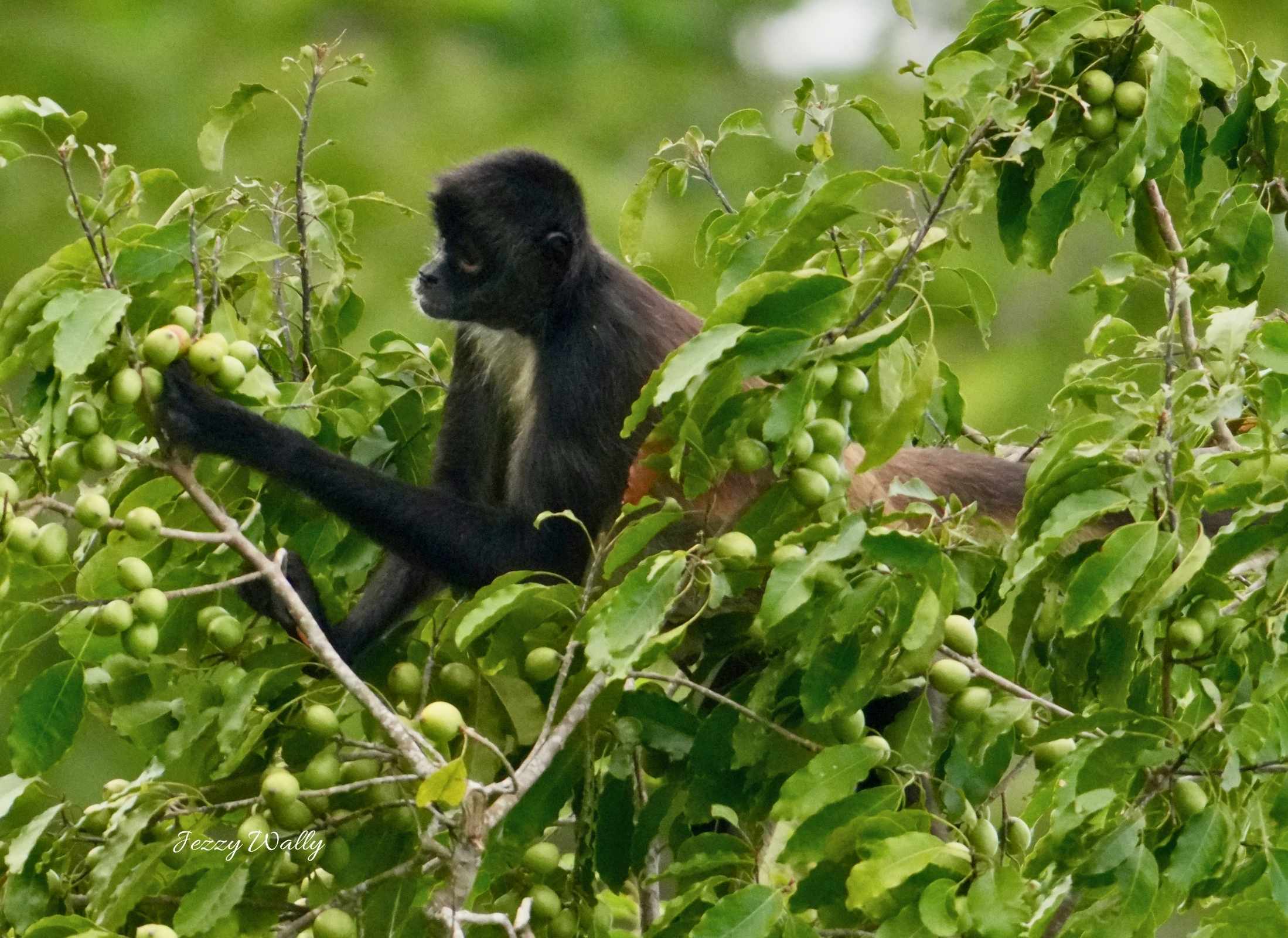 Ateles geoffroyi