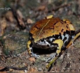 Hypopachus variolosus