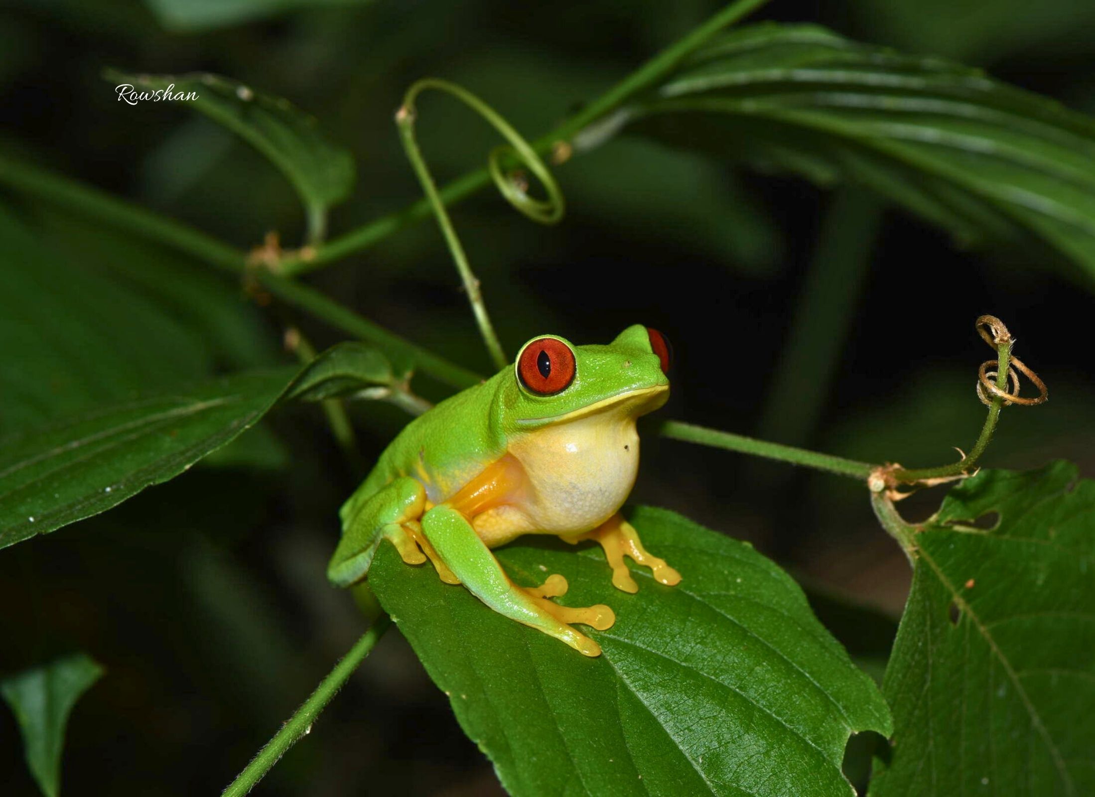 Agalychnis taylori