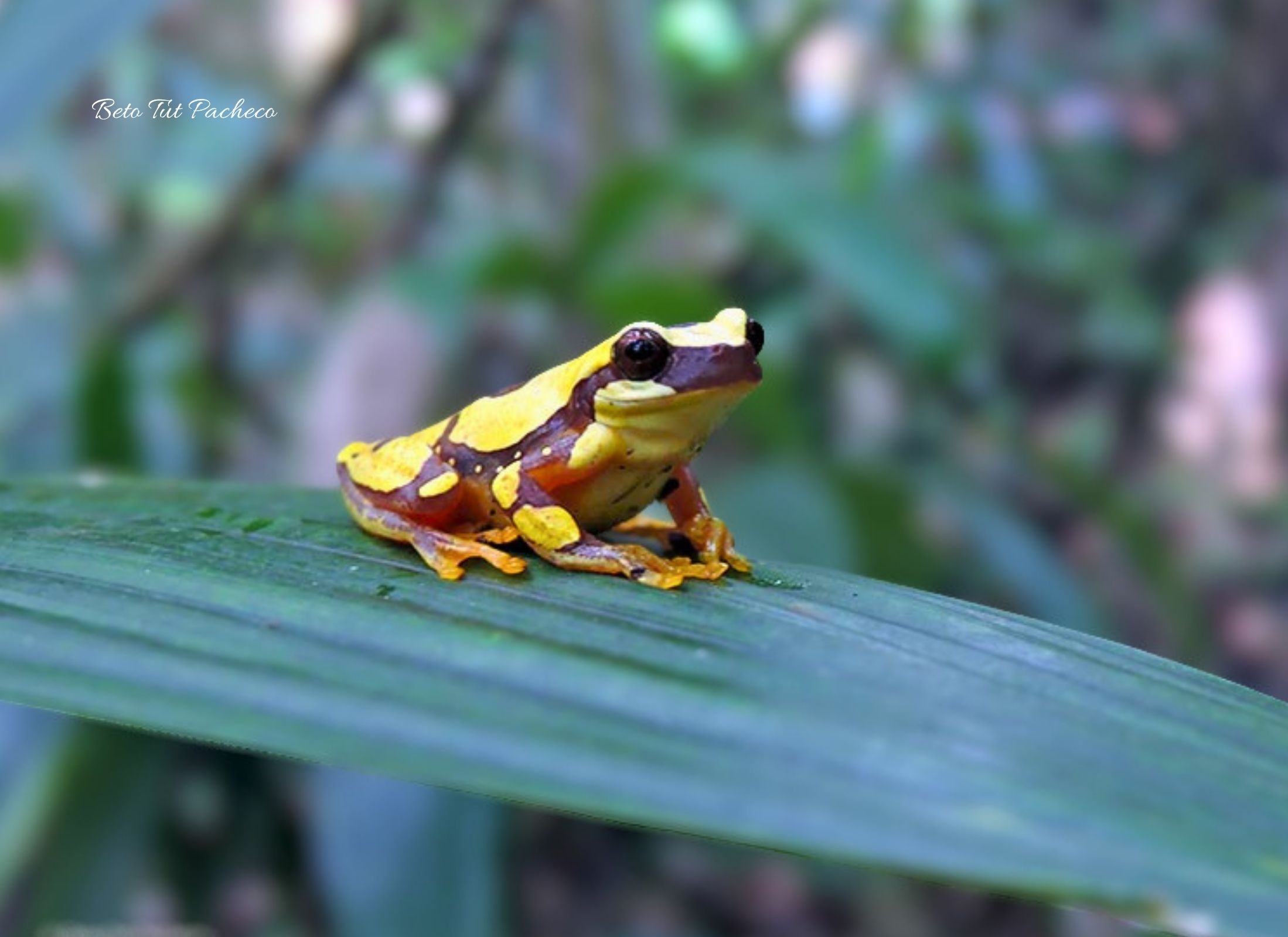 Dendropsophus ebreccatus
