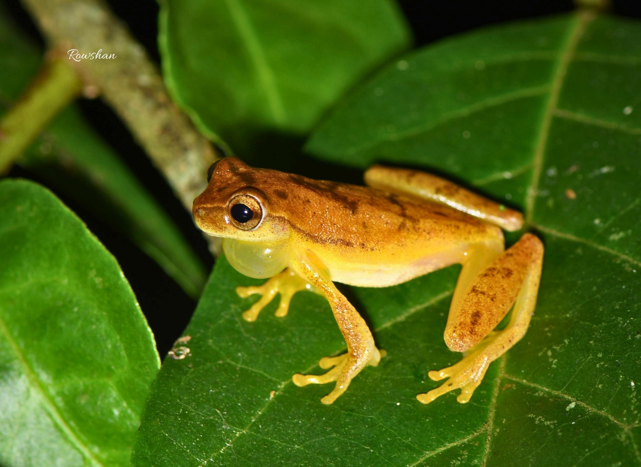 Dendropsophus microcephalus