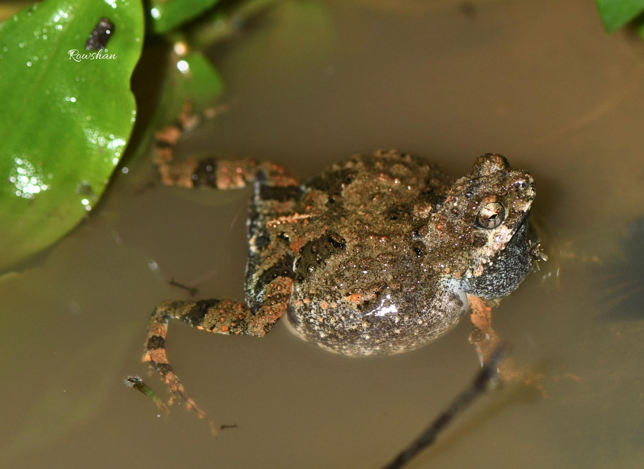 Engystomops pustulosus