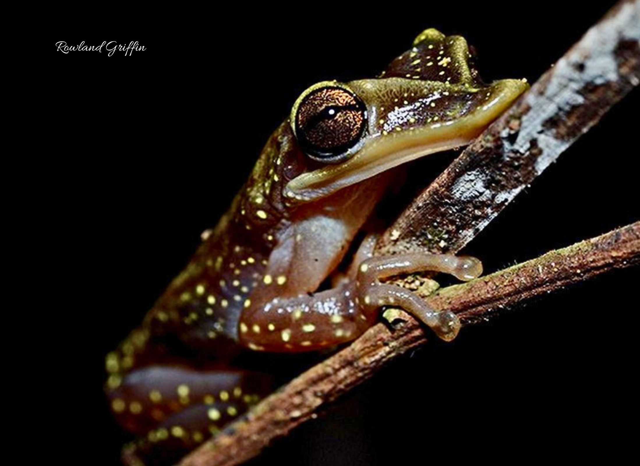 Triprion petasatus