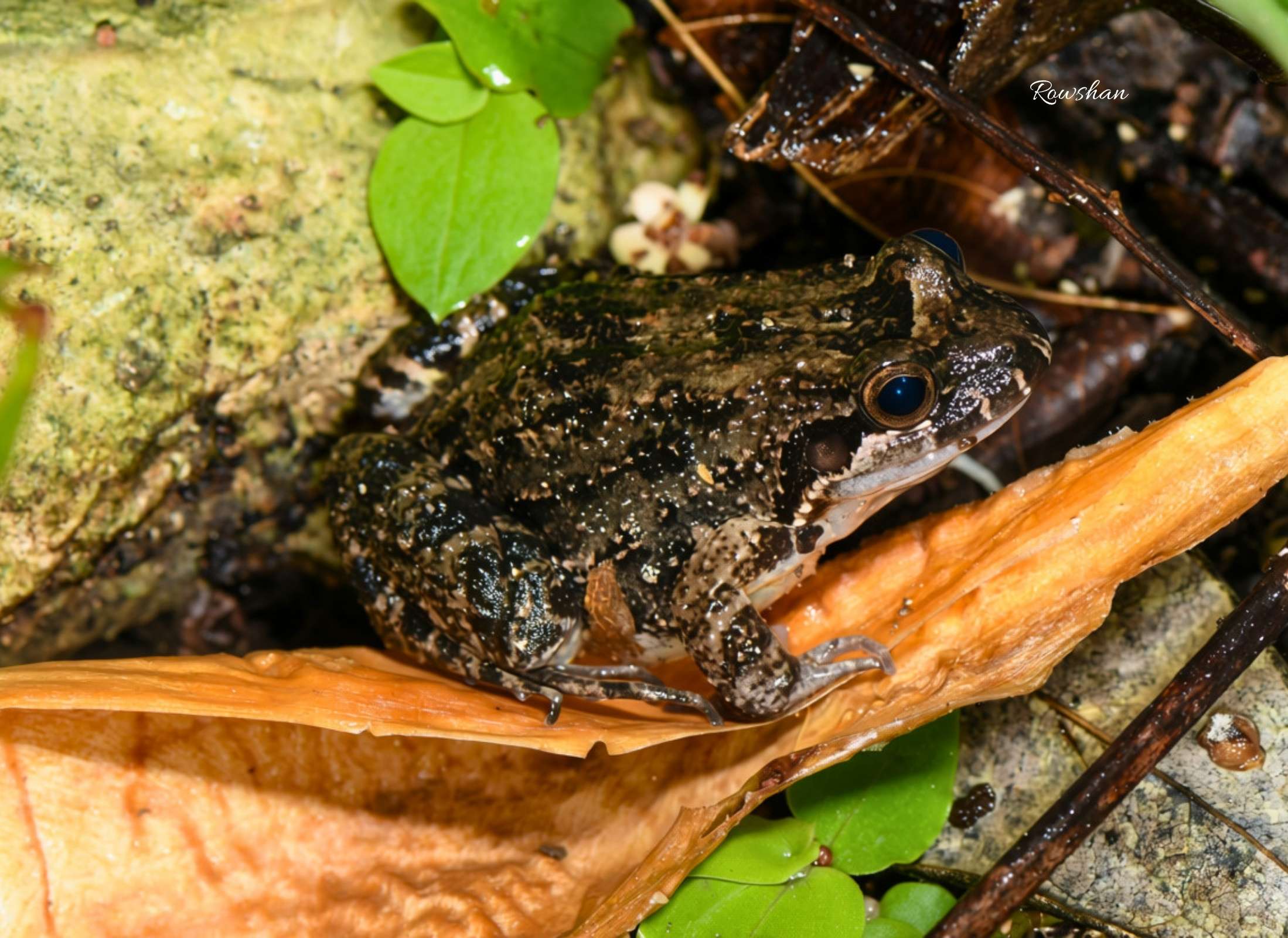 Leptodactylus melanolotus