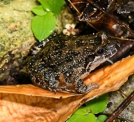 Leptodactylus melanolotus