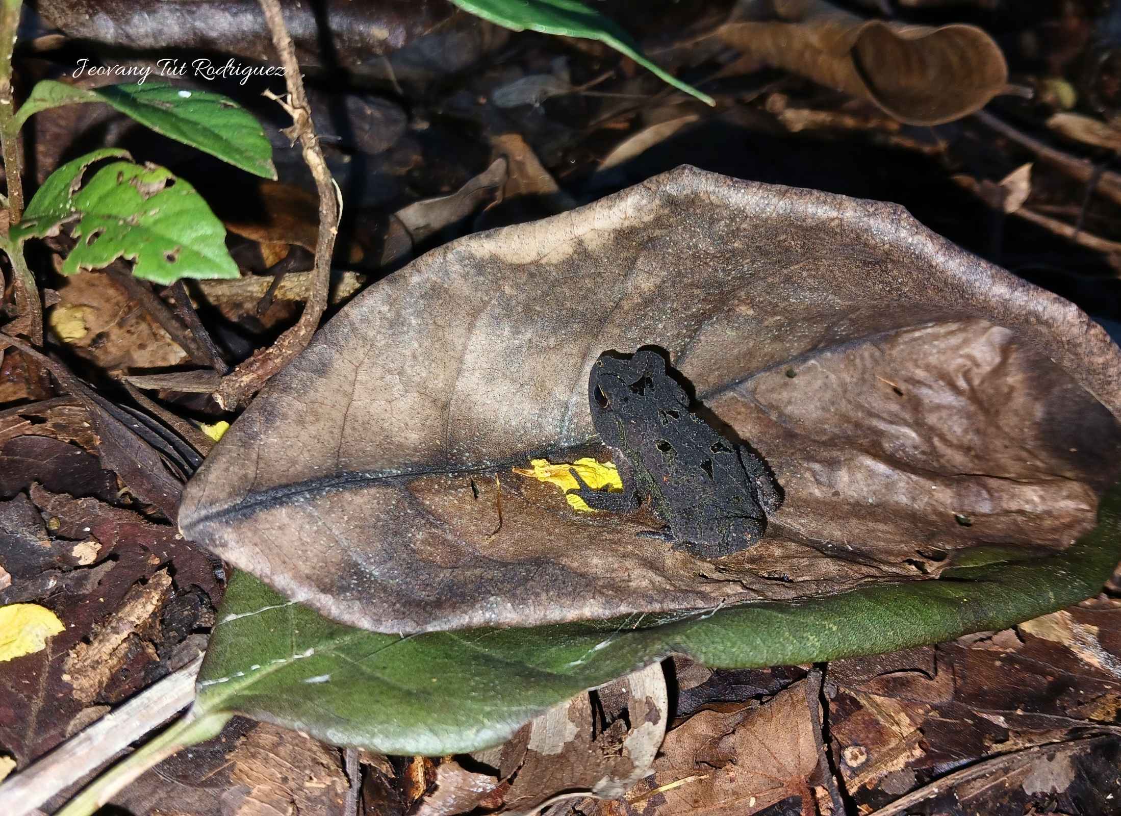 Incilius valliceps-juvenil