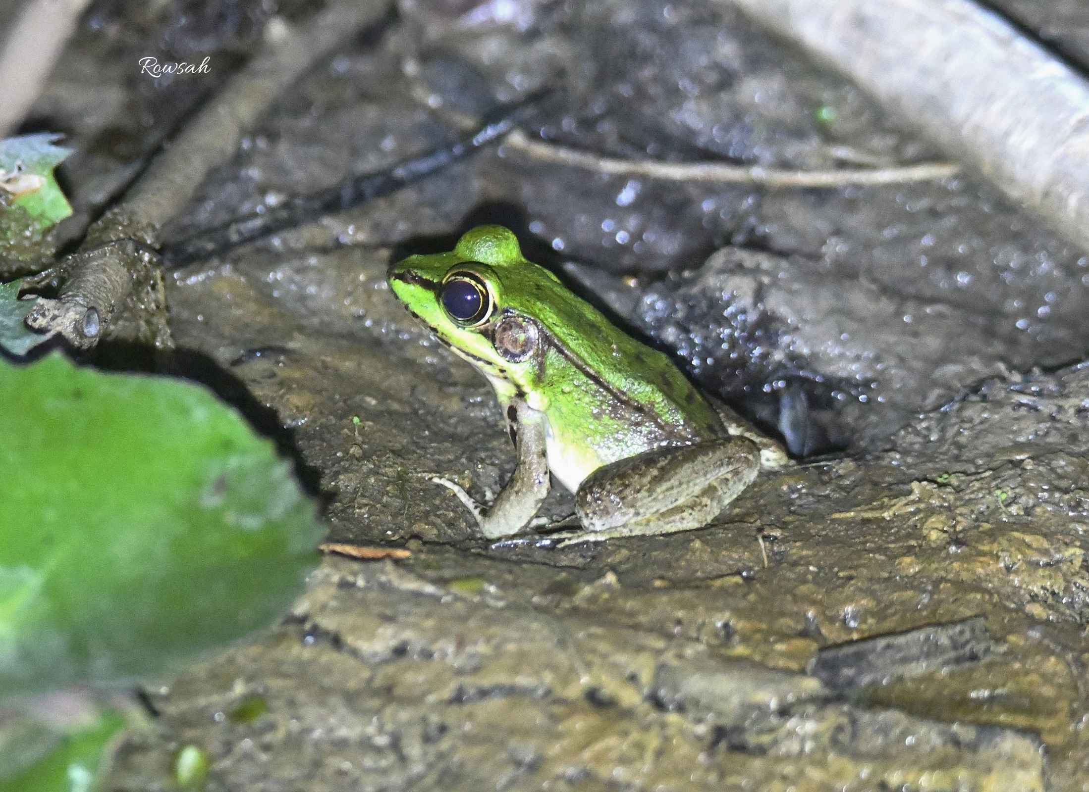 Lithobates vaillanti