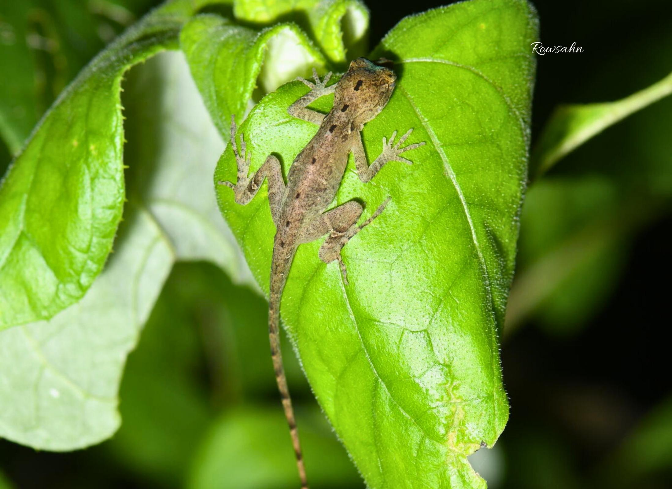 Norops rodriguezii