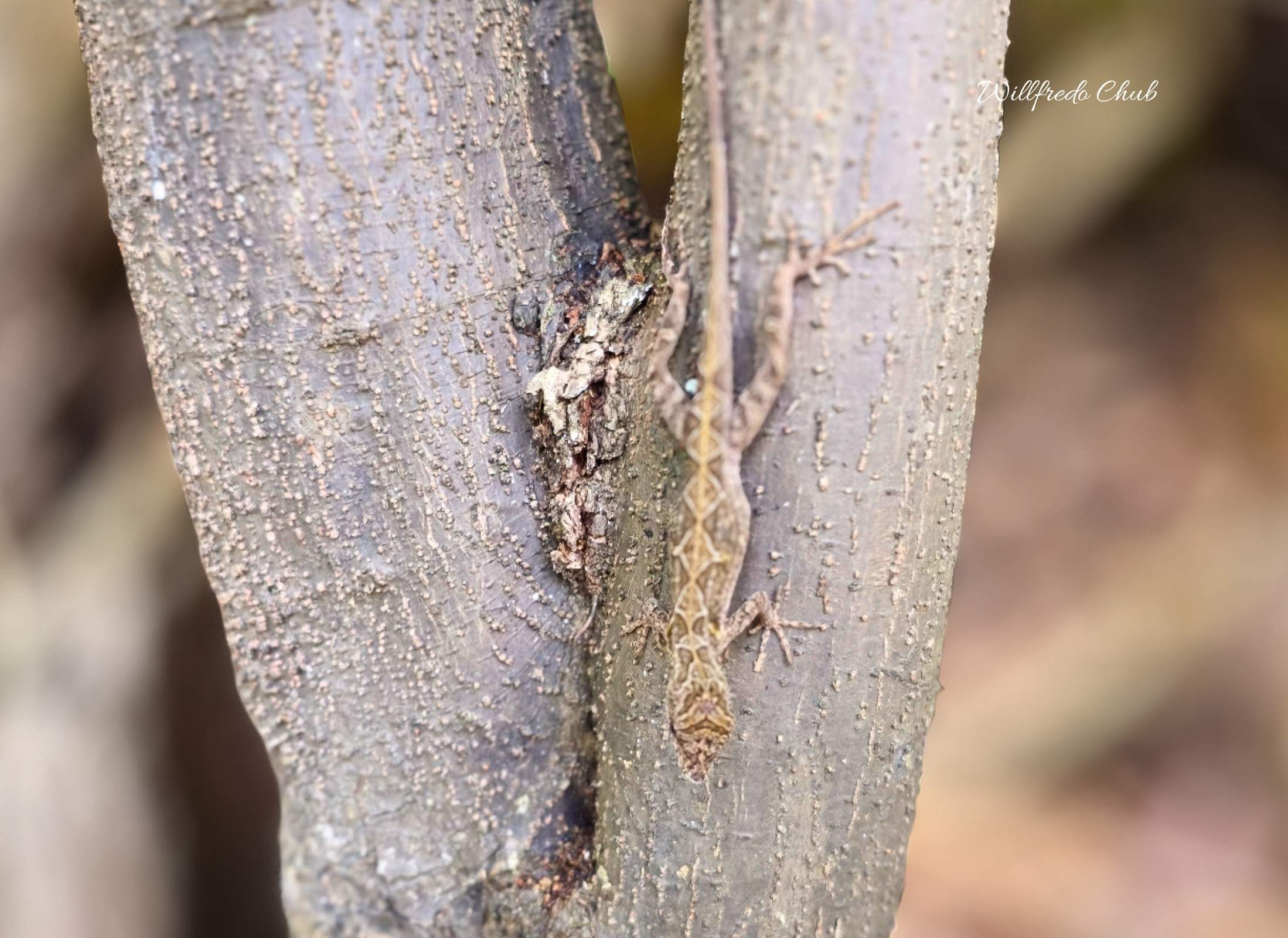 Norops unilobatus