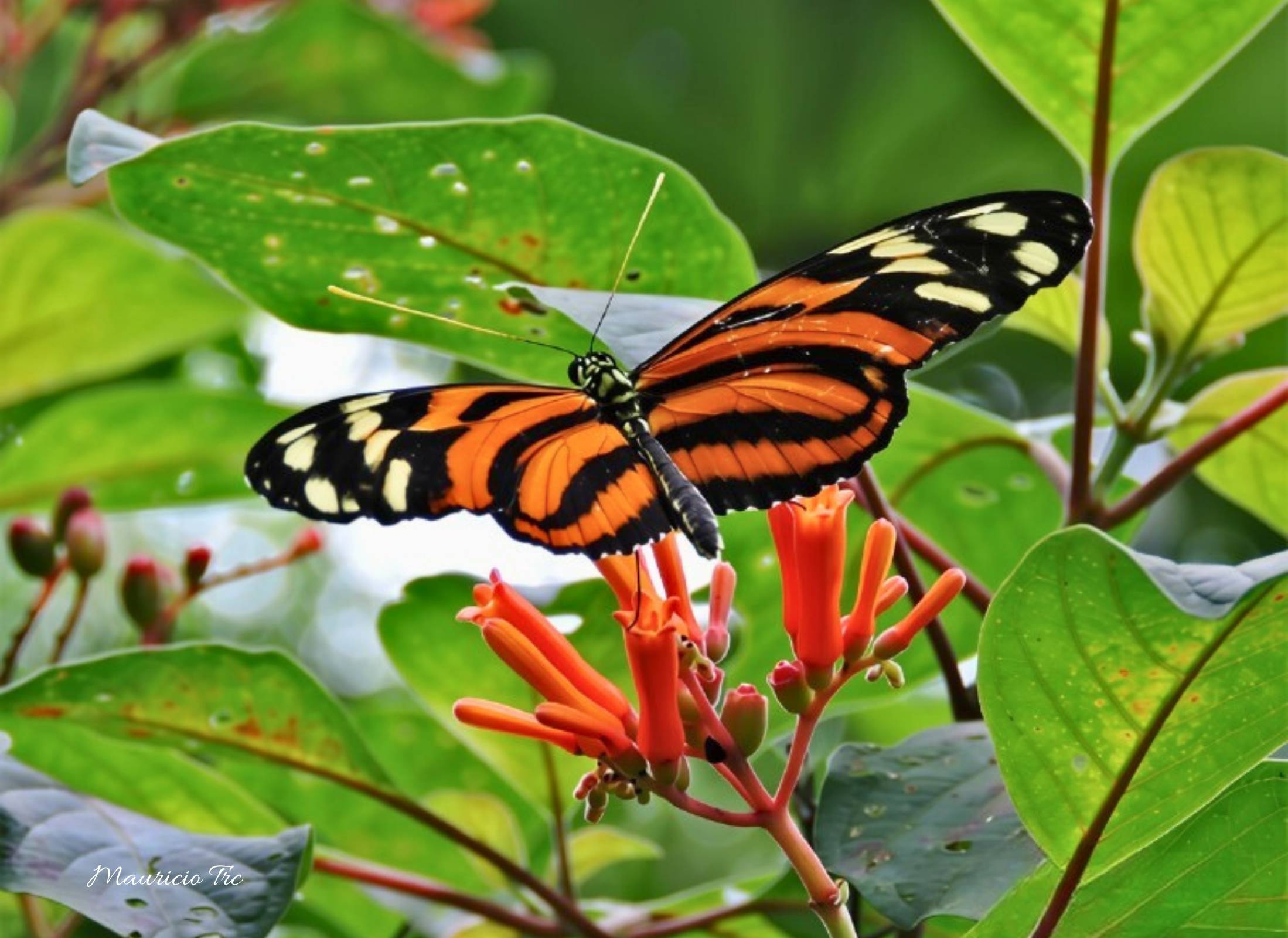 Heliconius ismenius