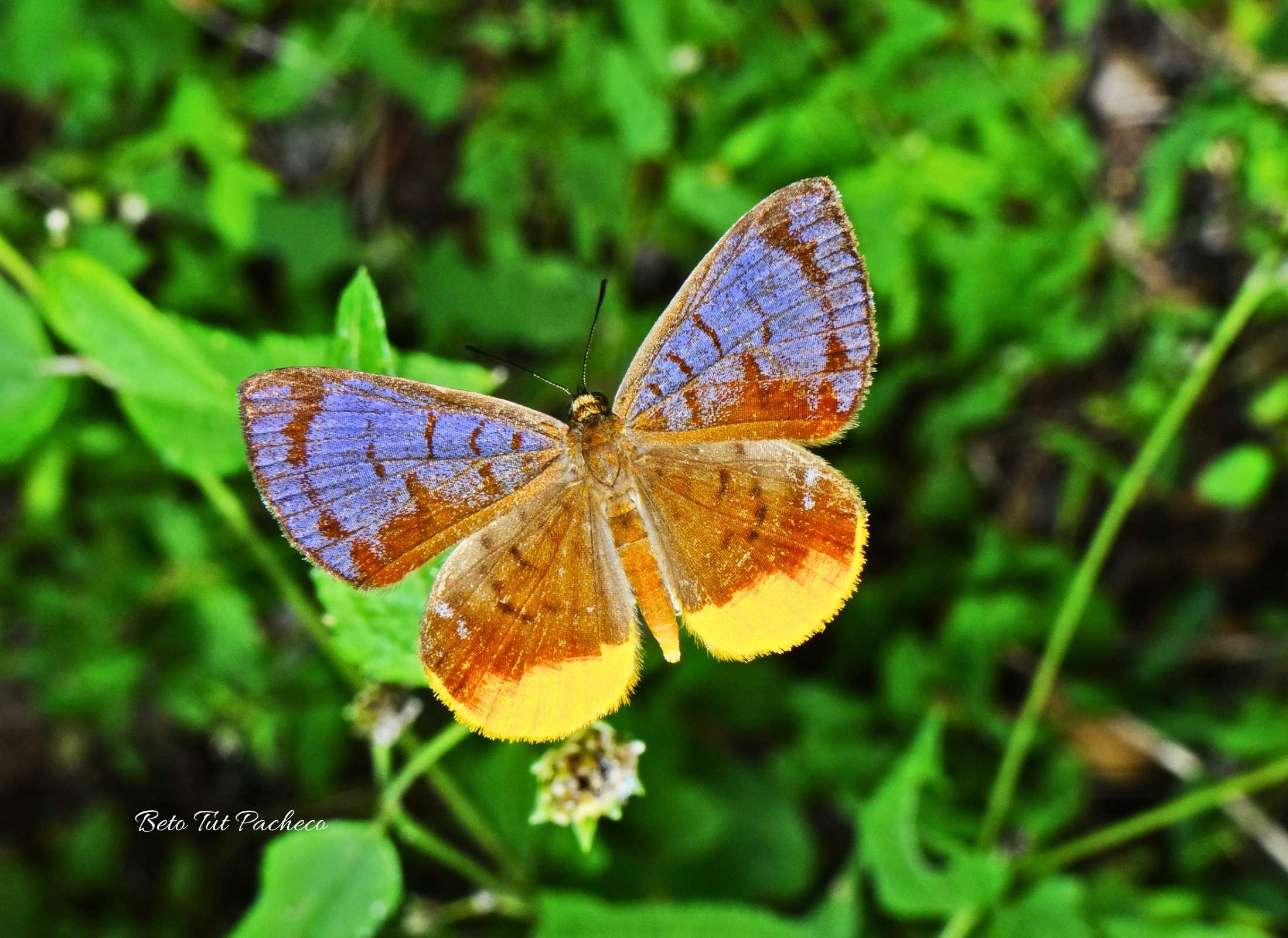 Hypophylla sudias