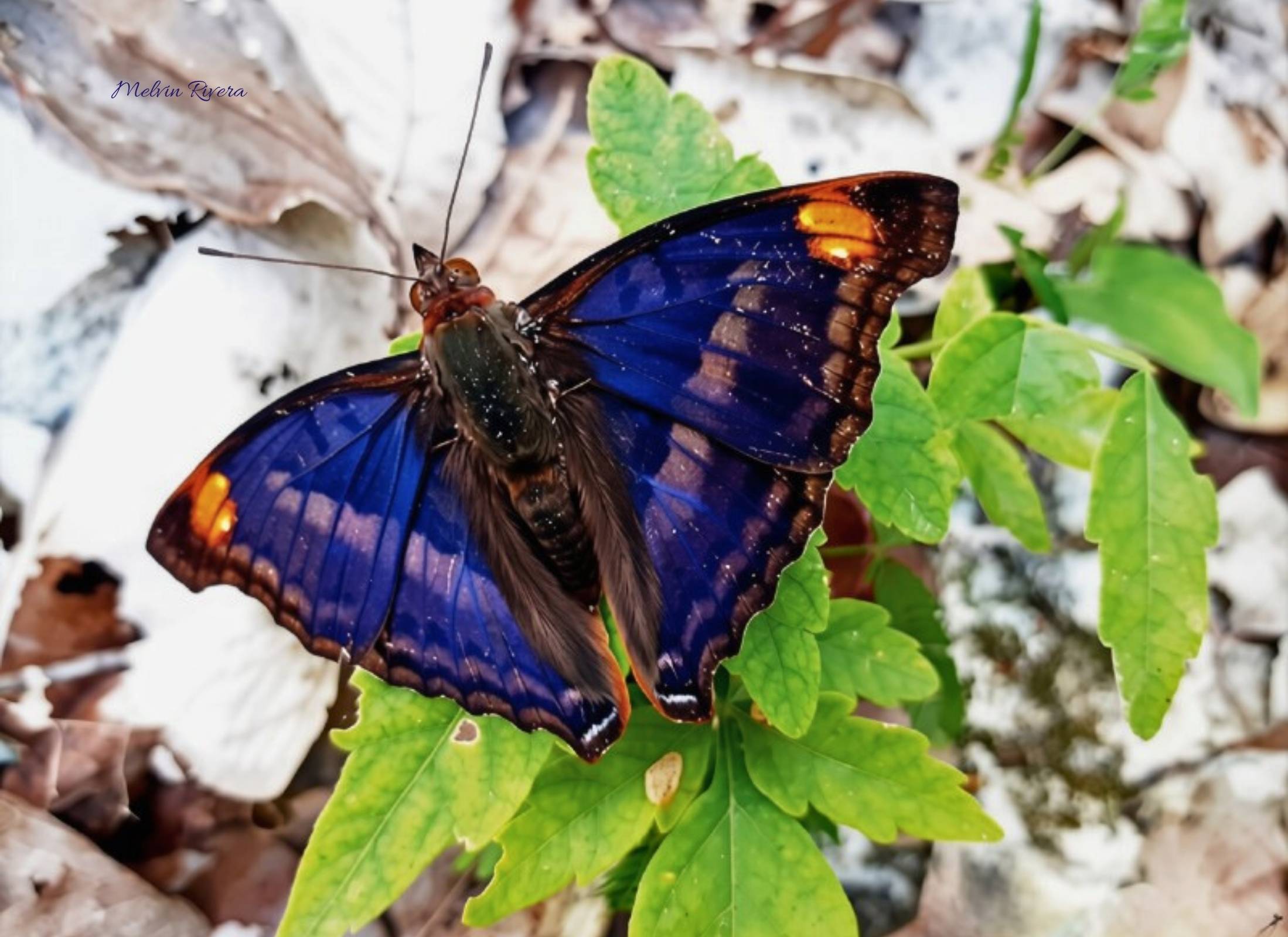 Doxocopa pavon
