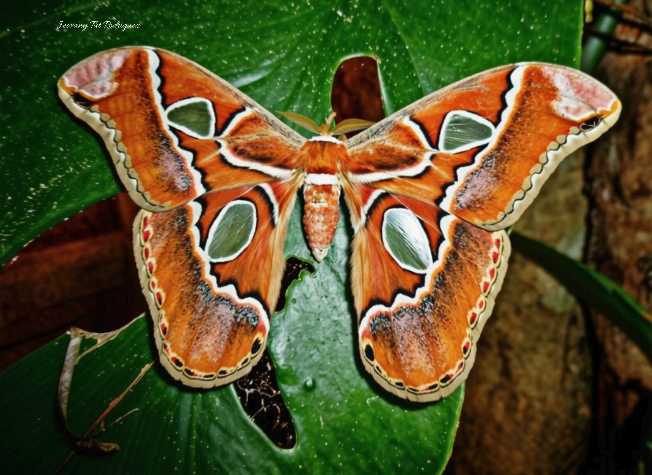 Rothschildia lebeau yucatana