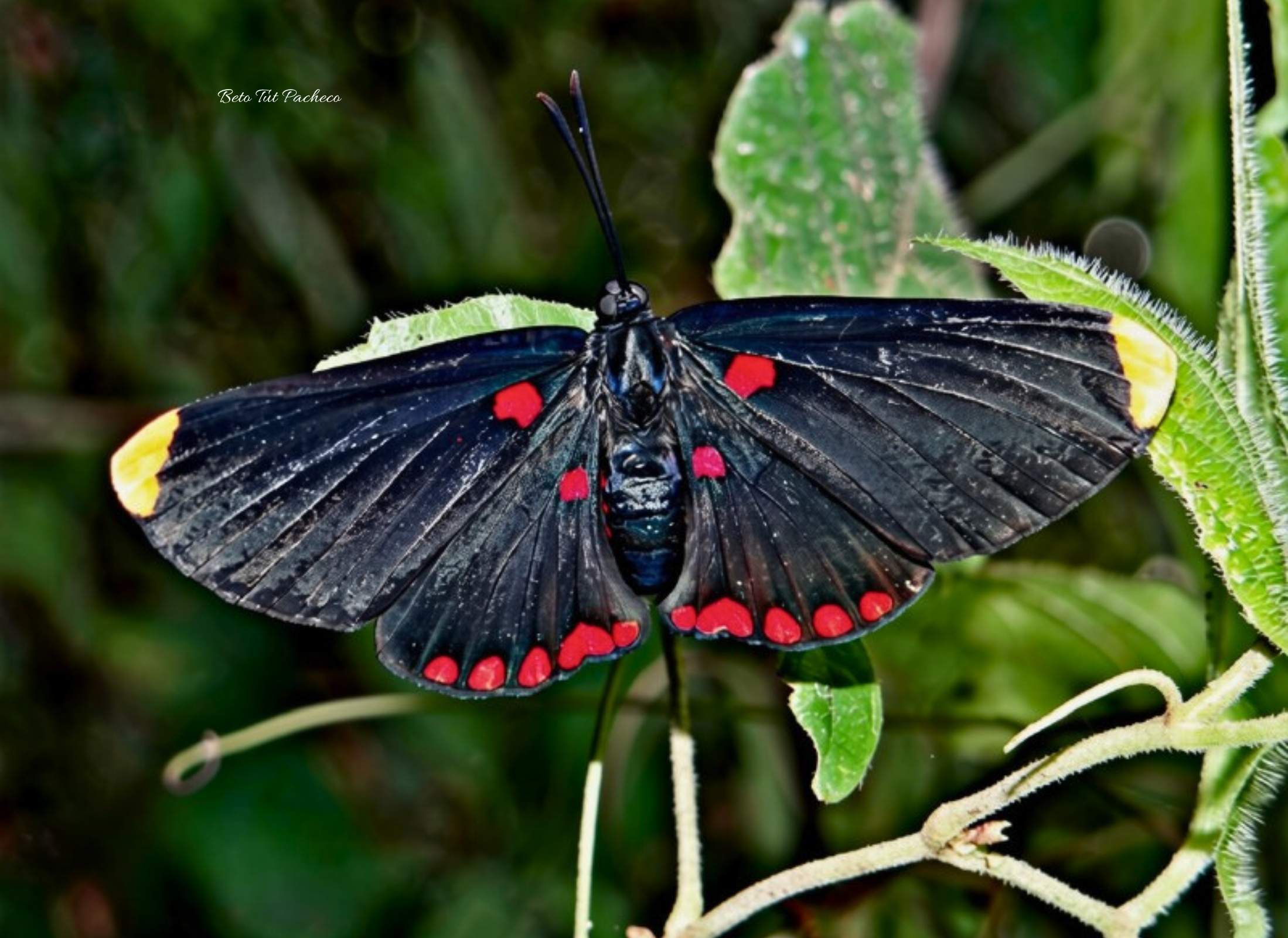 Melanis pixie sanguinea