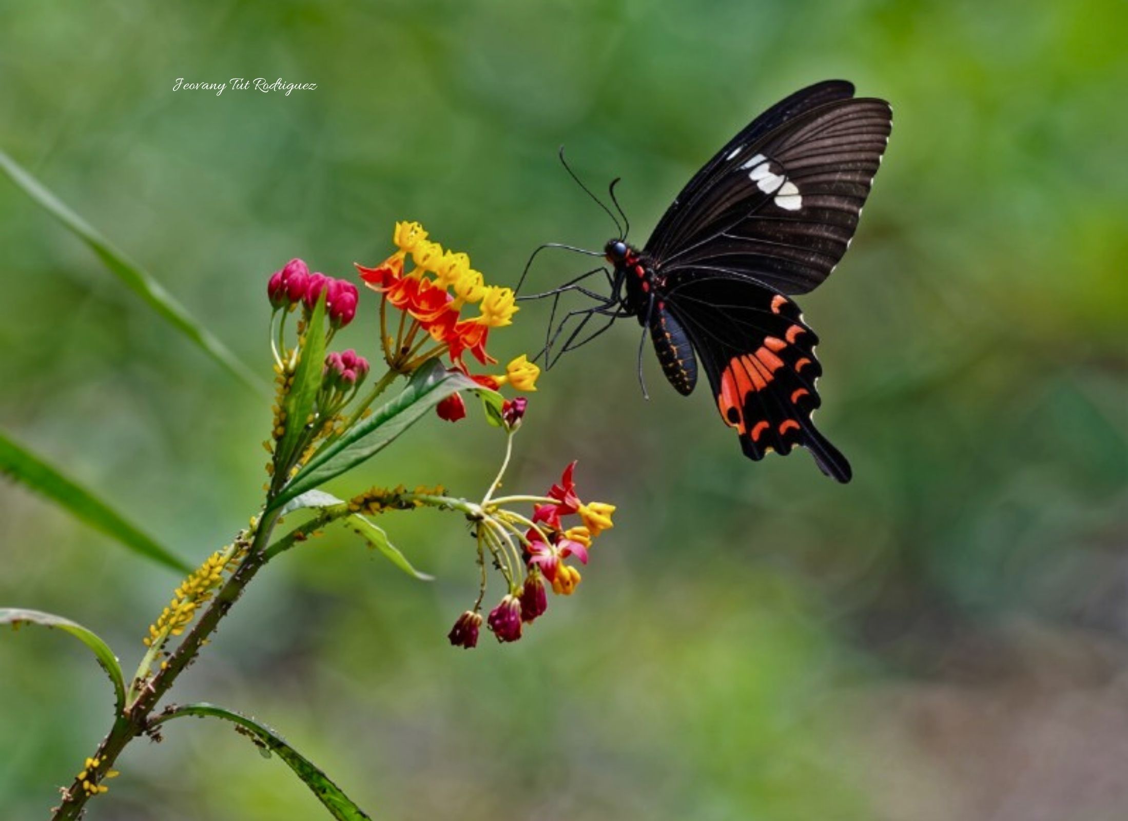 Heliconius hortense