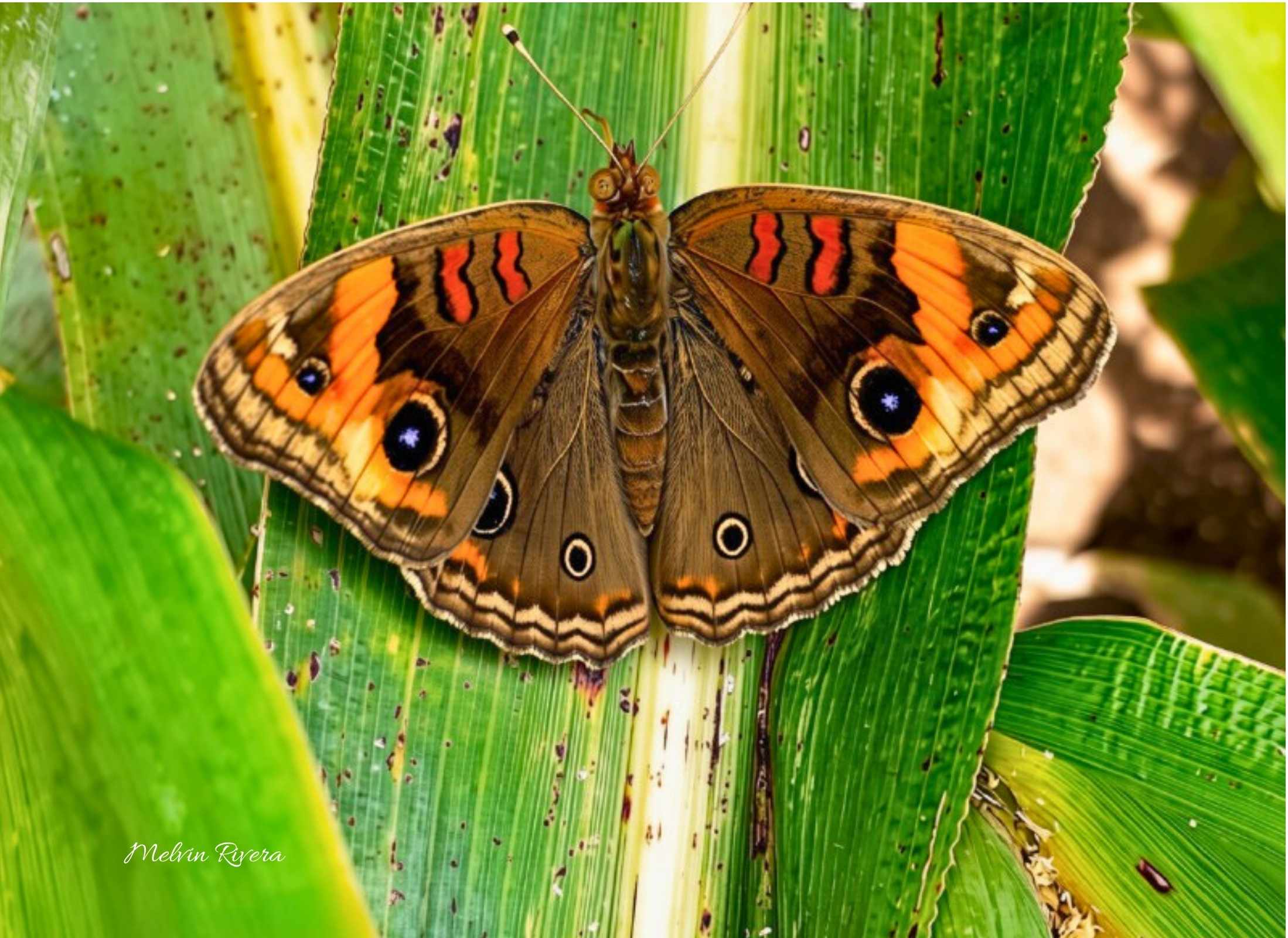 Junonia genoveva