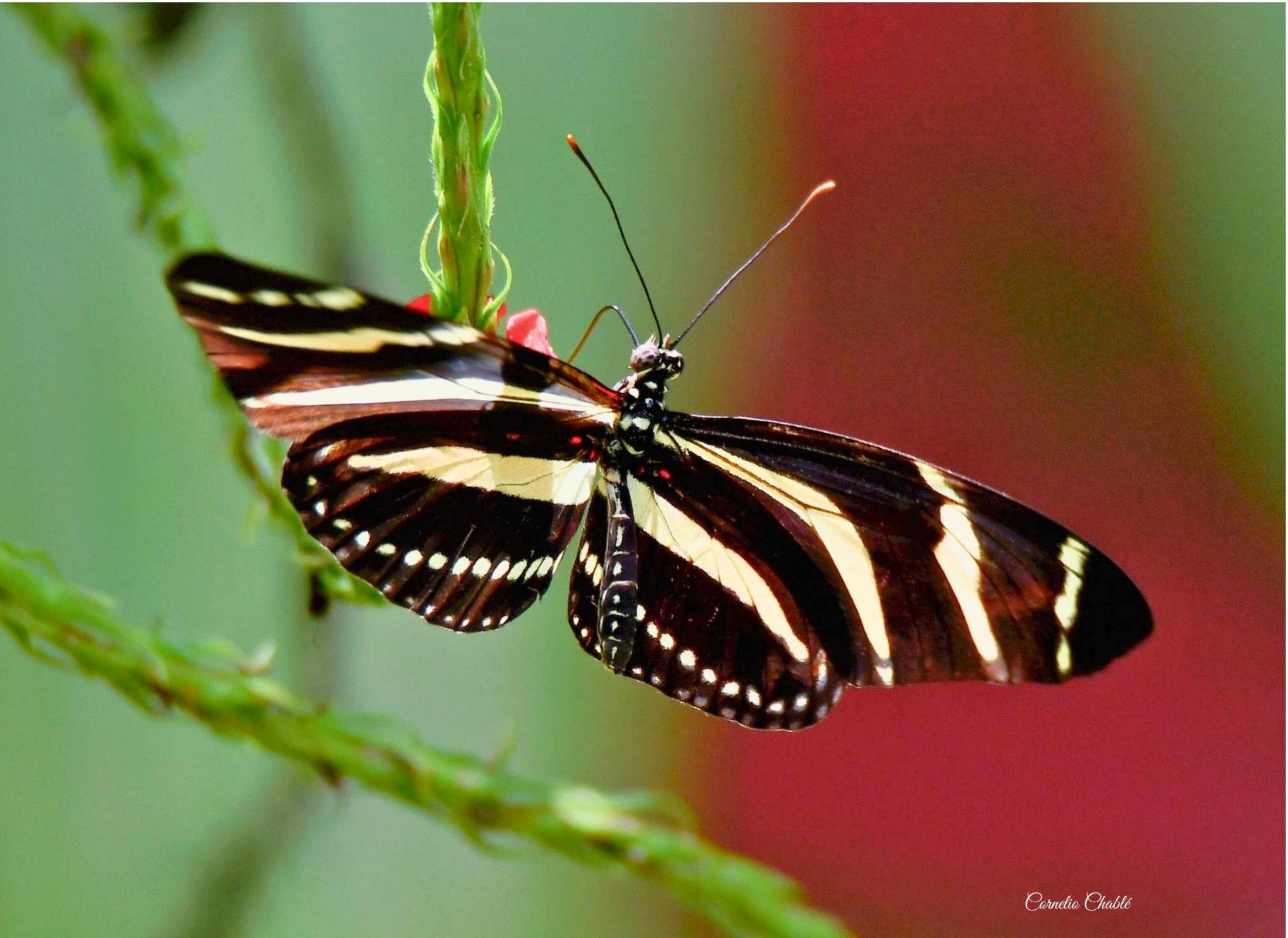 Heliconius charithonia