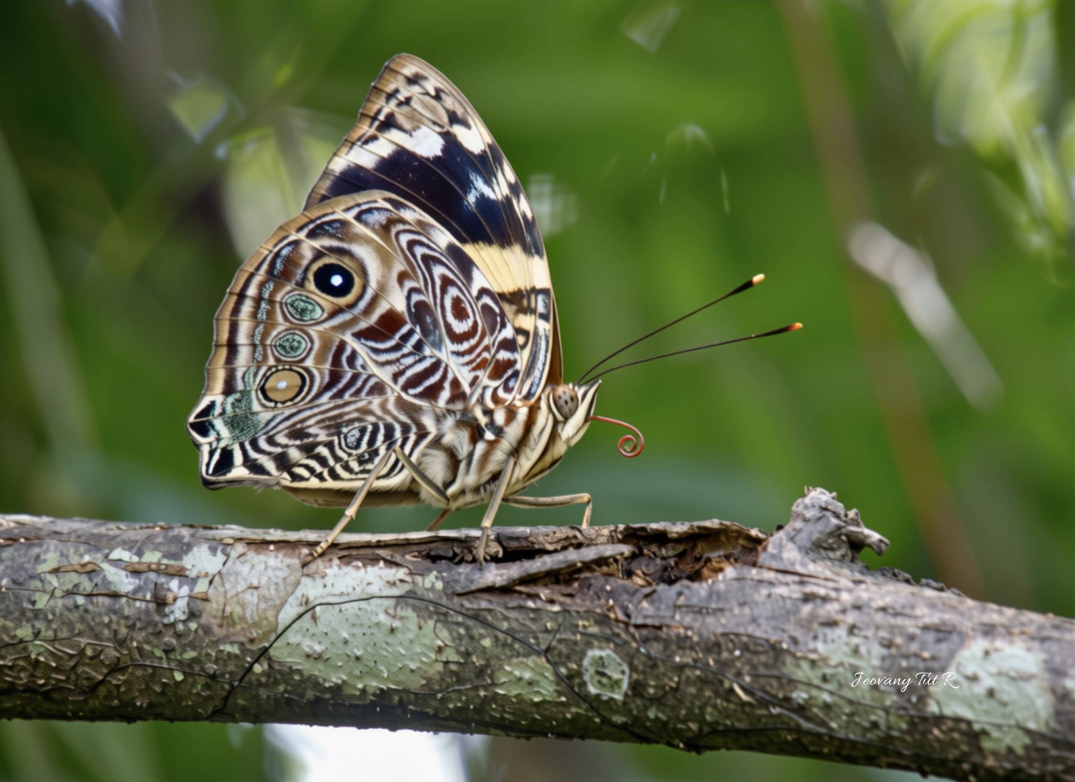 Smyrna blomfildia